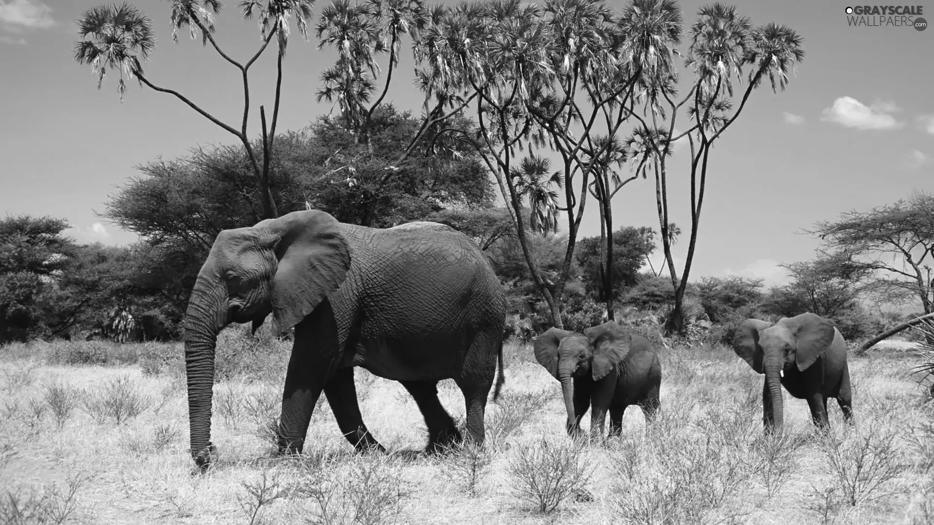 folks, savanna, Africa, elephants
