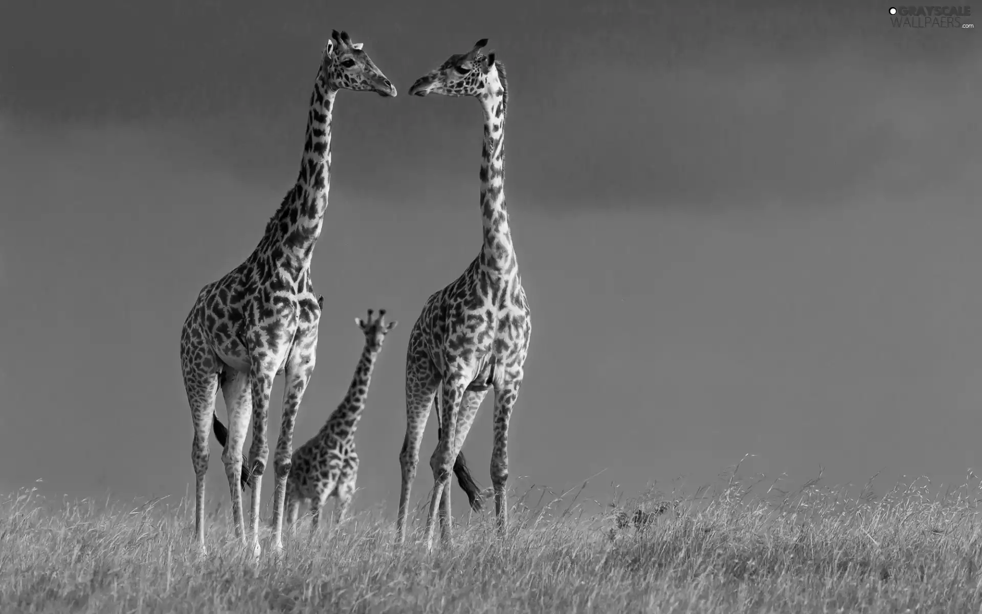 giraffe, savanna, Africa, Family