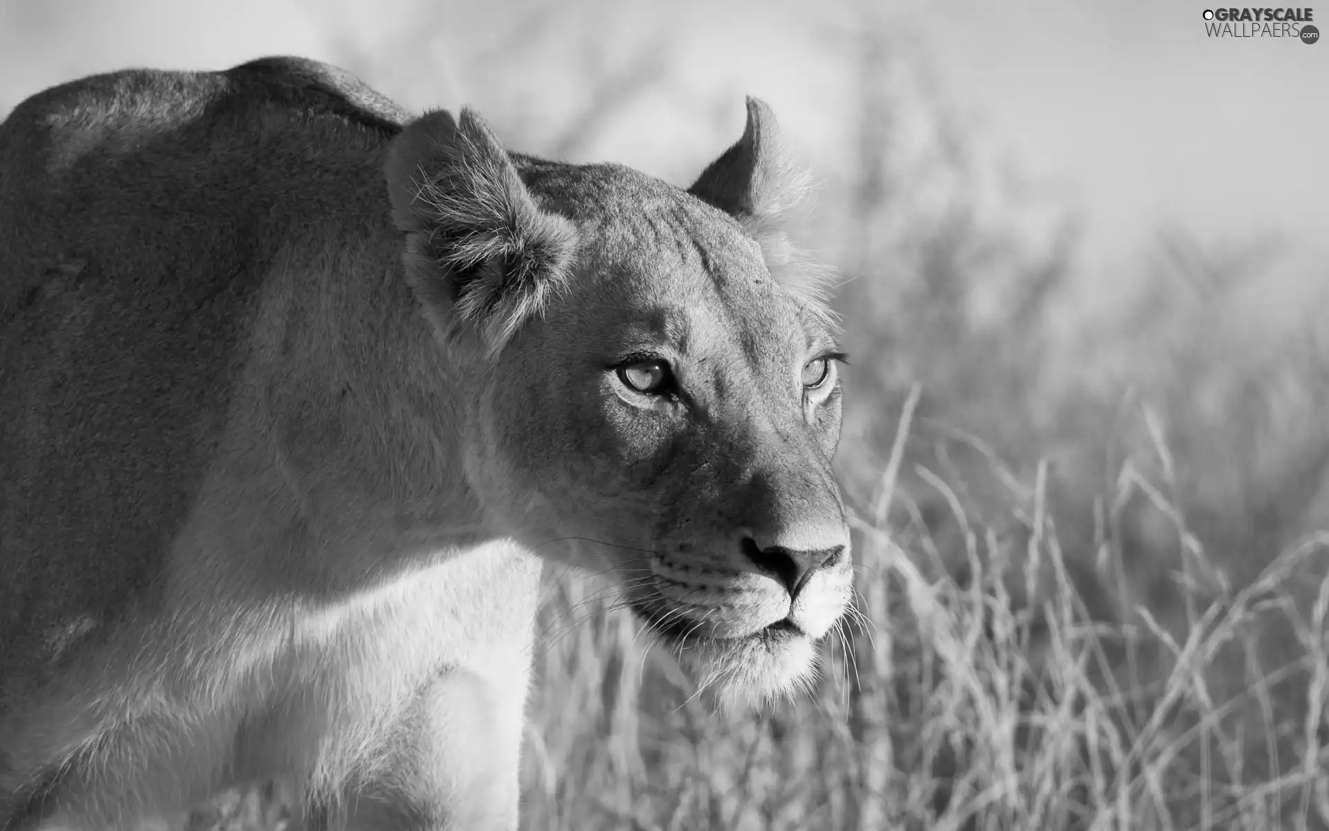 Lioness, Africa