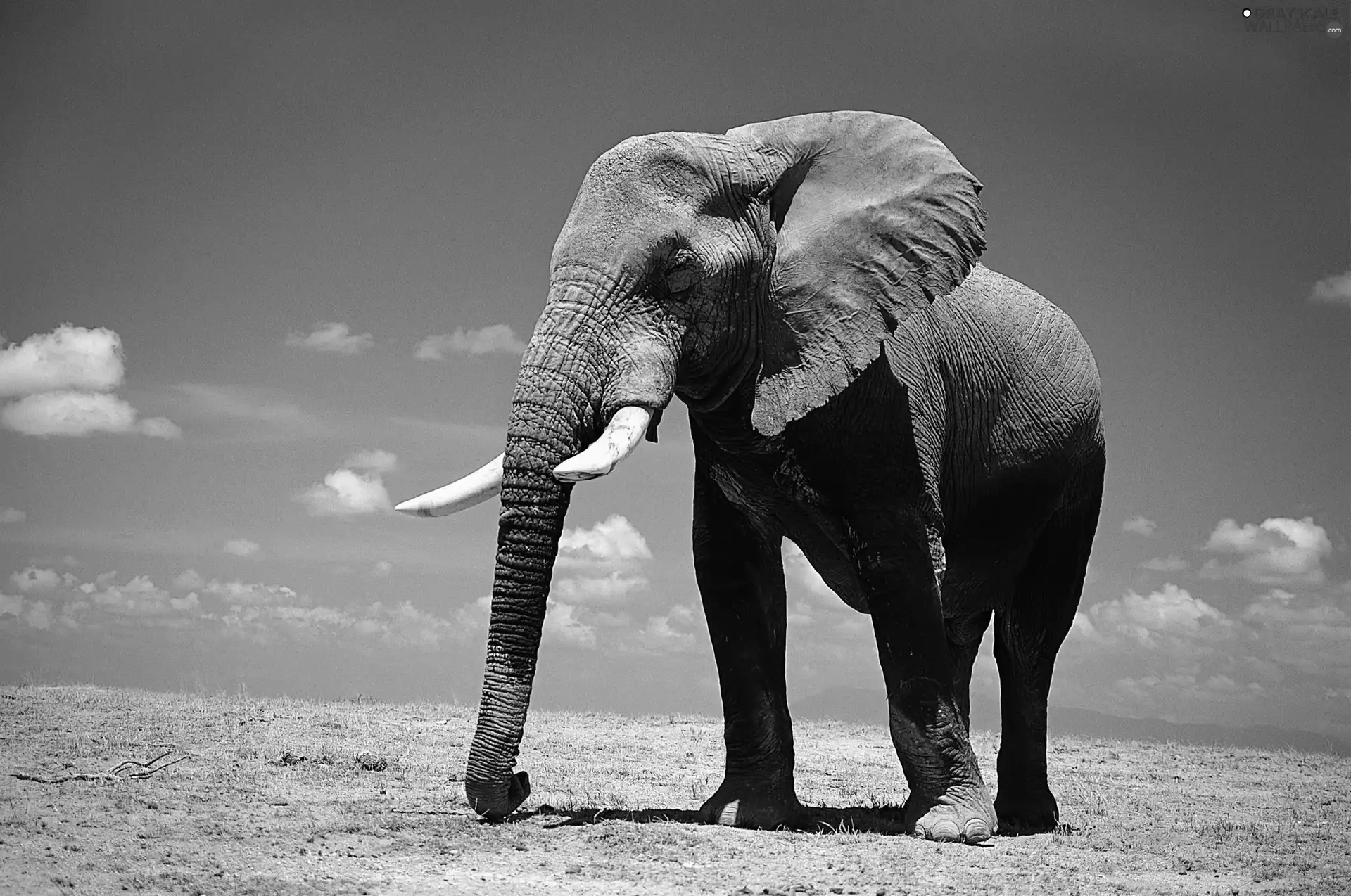 Africa, Elephant, savanna