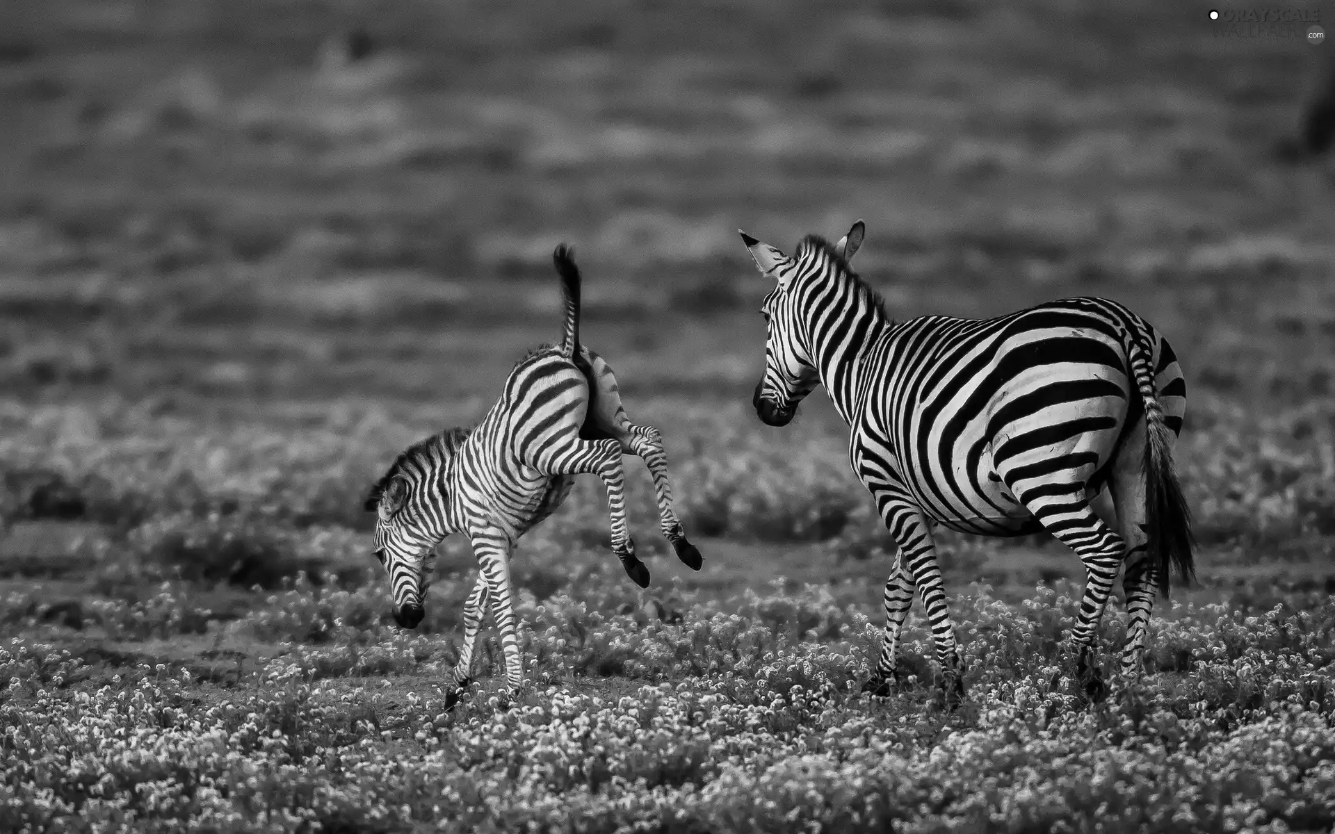 Africa, zebra, savanna