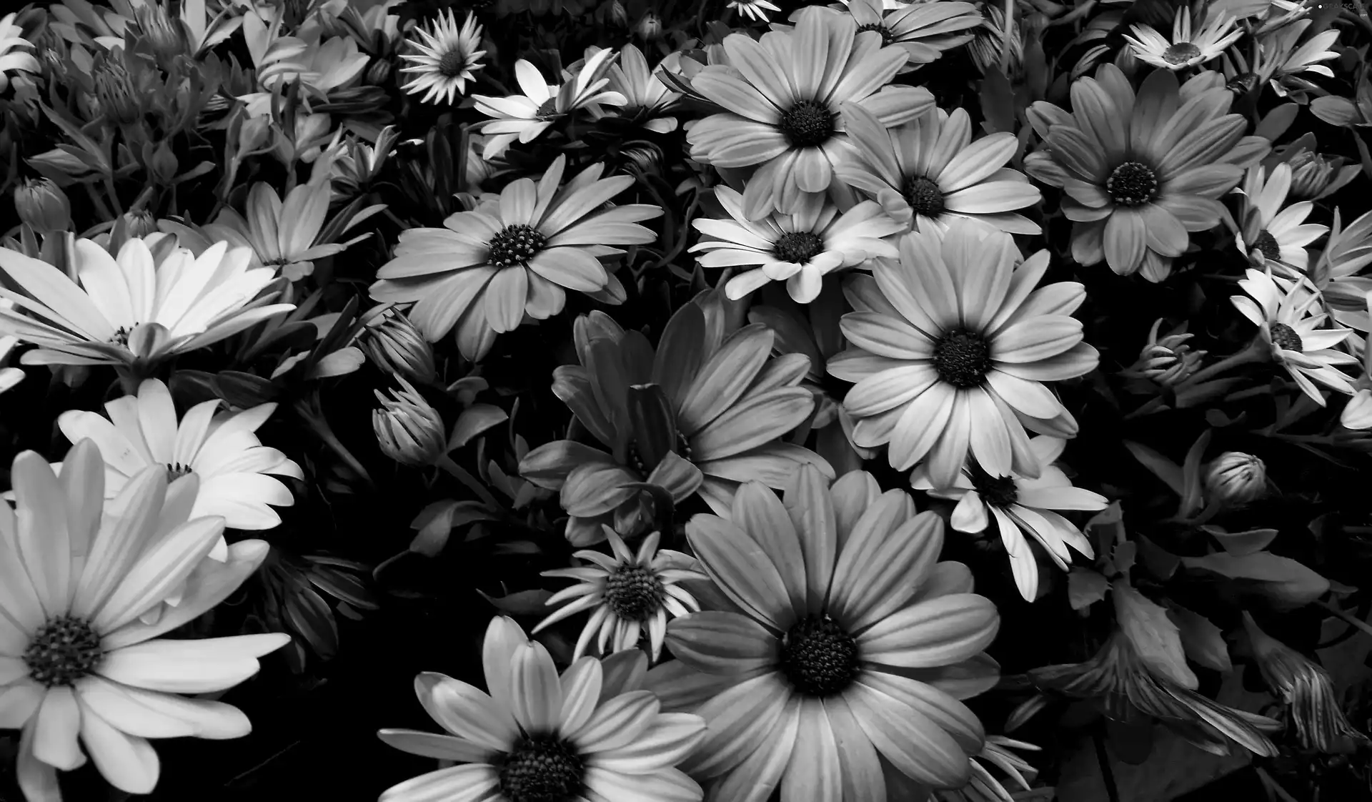 Different colored, daisy, African, Flowers