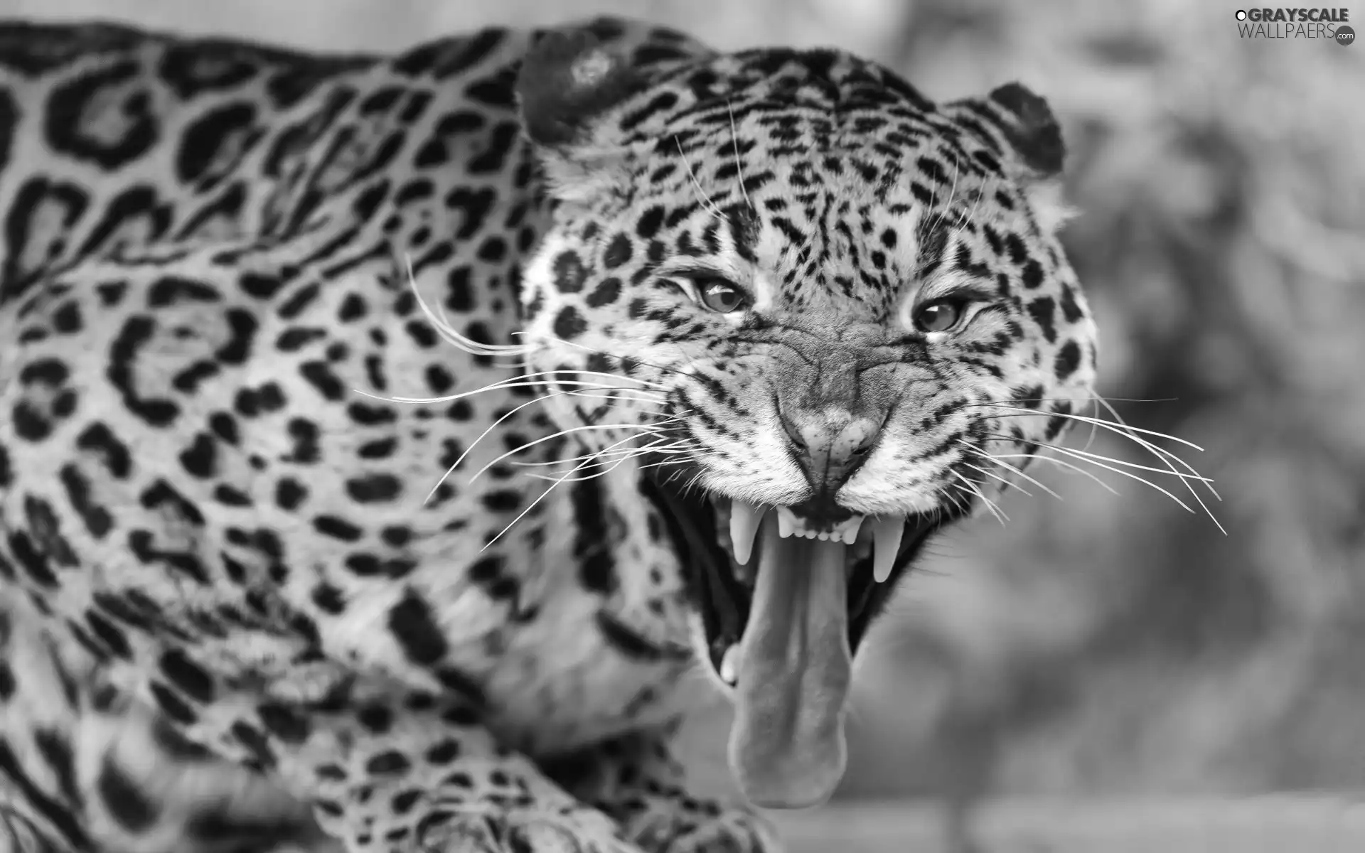 Tounge, Jaguar, canines