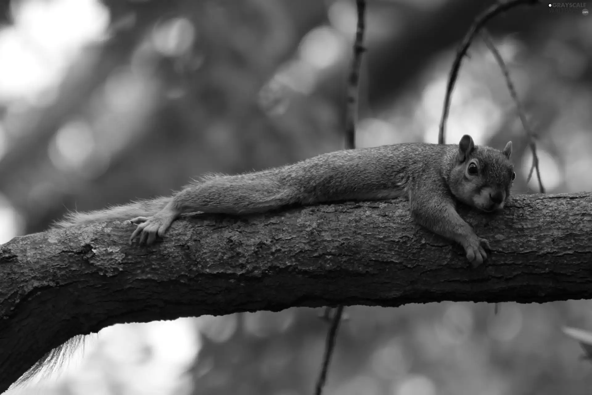 aging, squirrel, trees