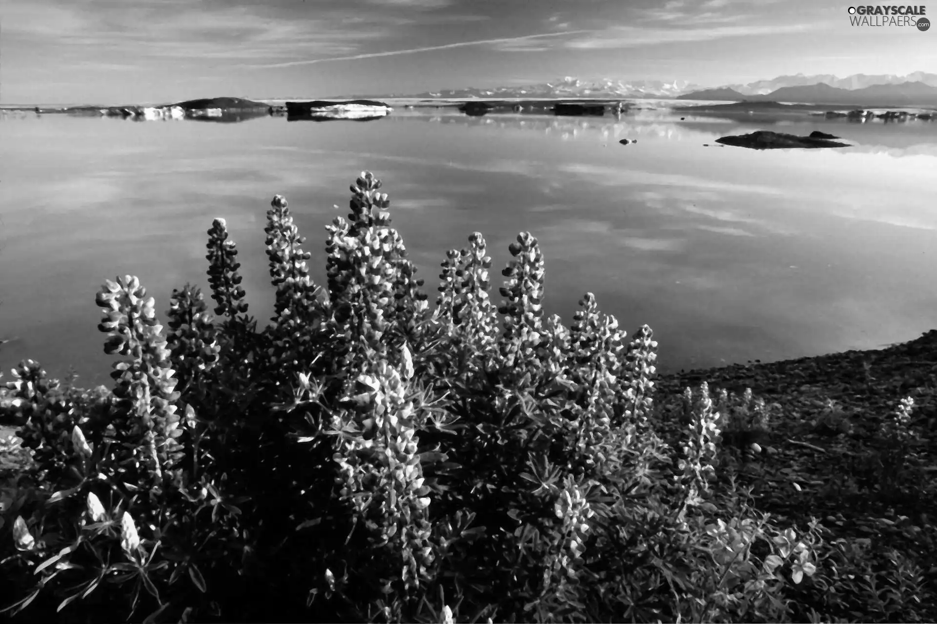 Flowers, Vitus, Alaska, lake