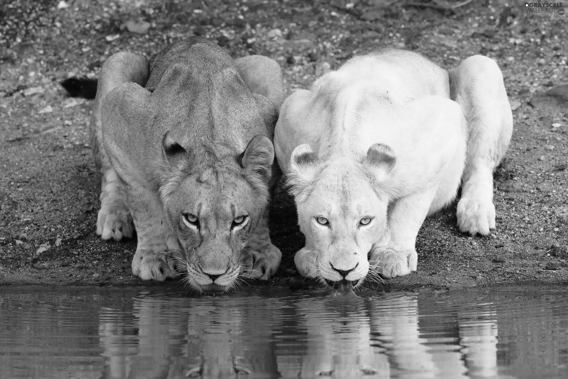 Two, water, reflection, lionesses