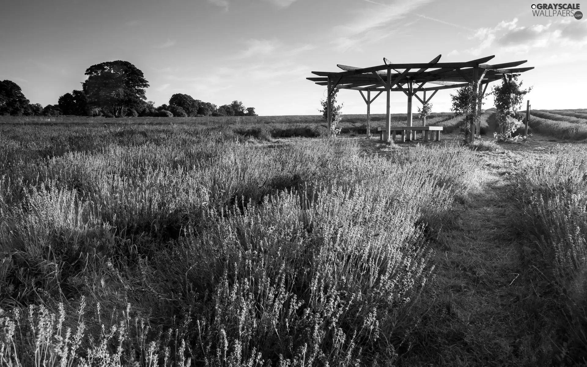 Field, lavender, alcove, Violet
