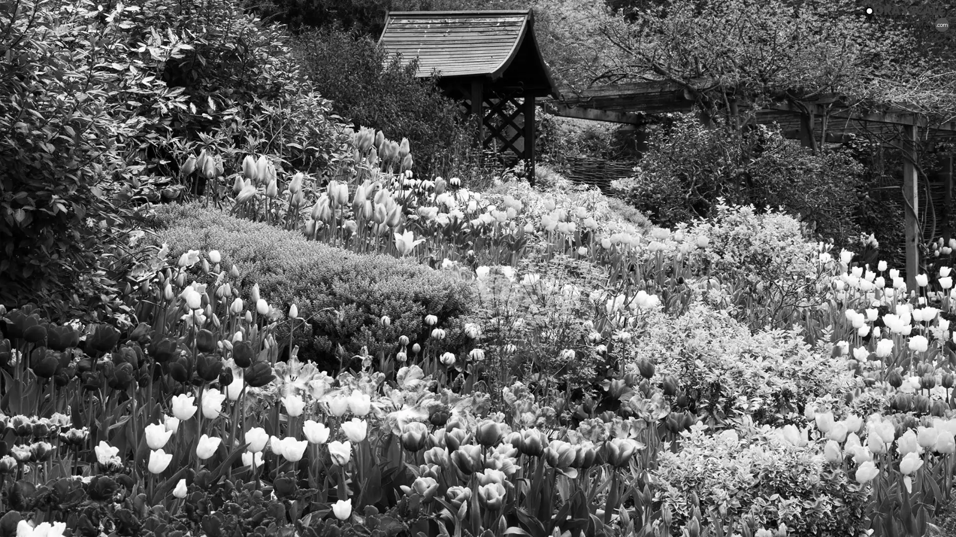 alcove, Garden, Tulips