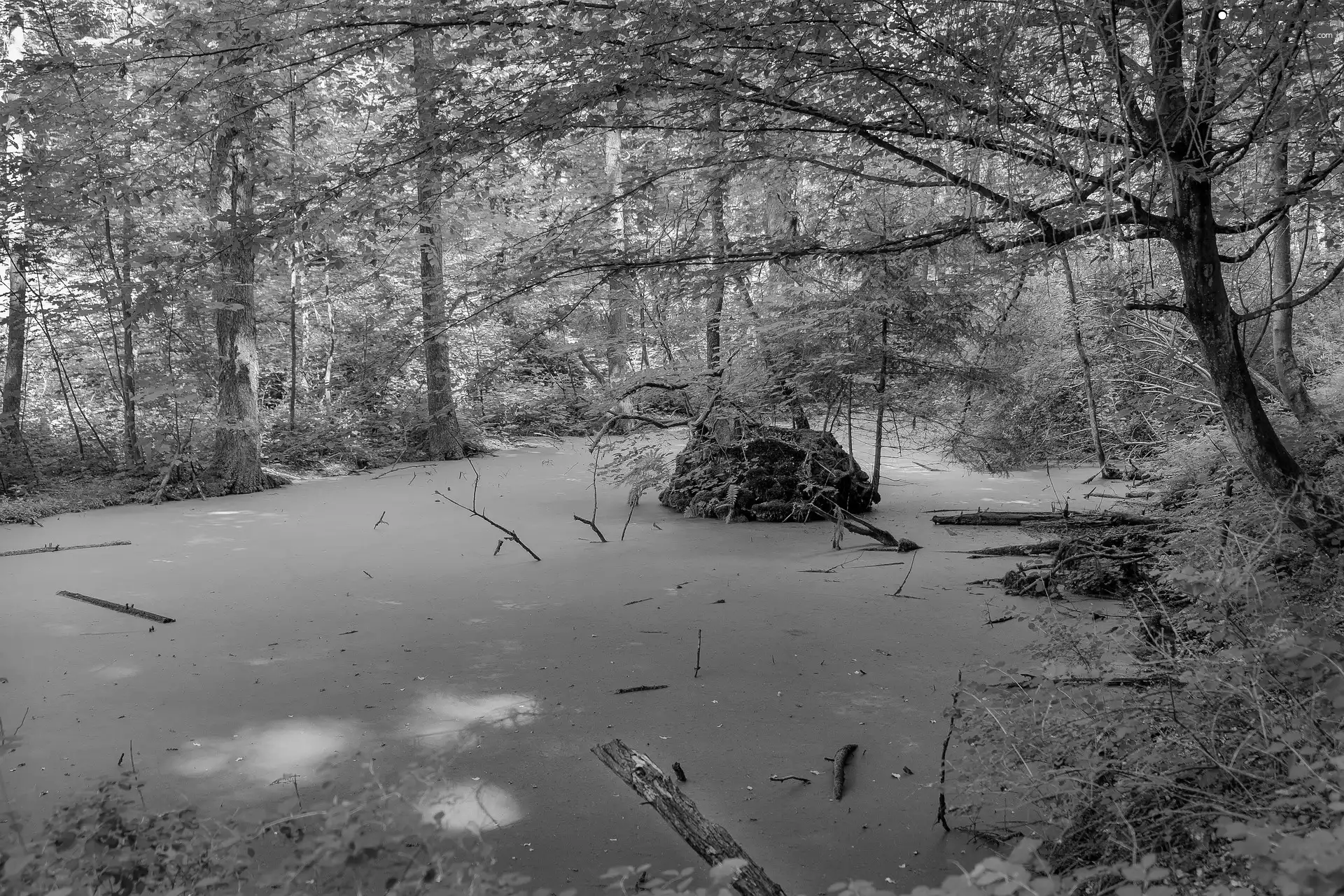 trees, viewes, forest, algae, Pond - car