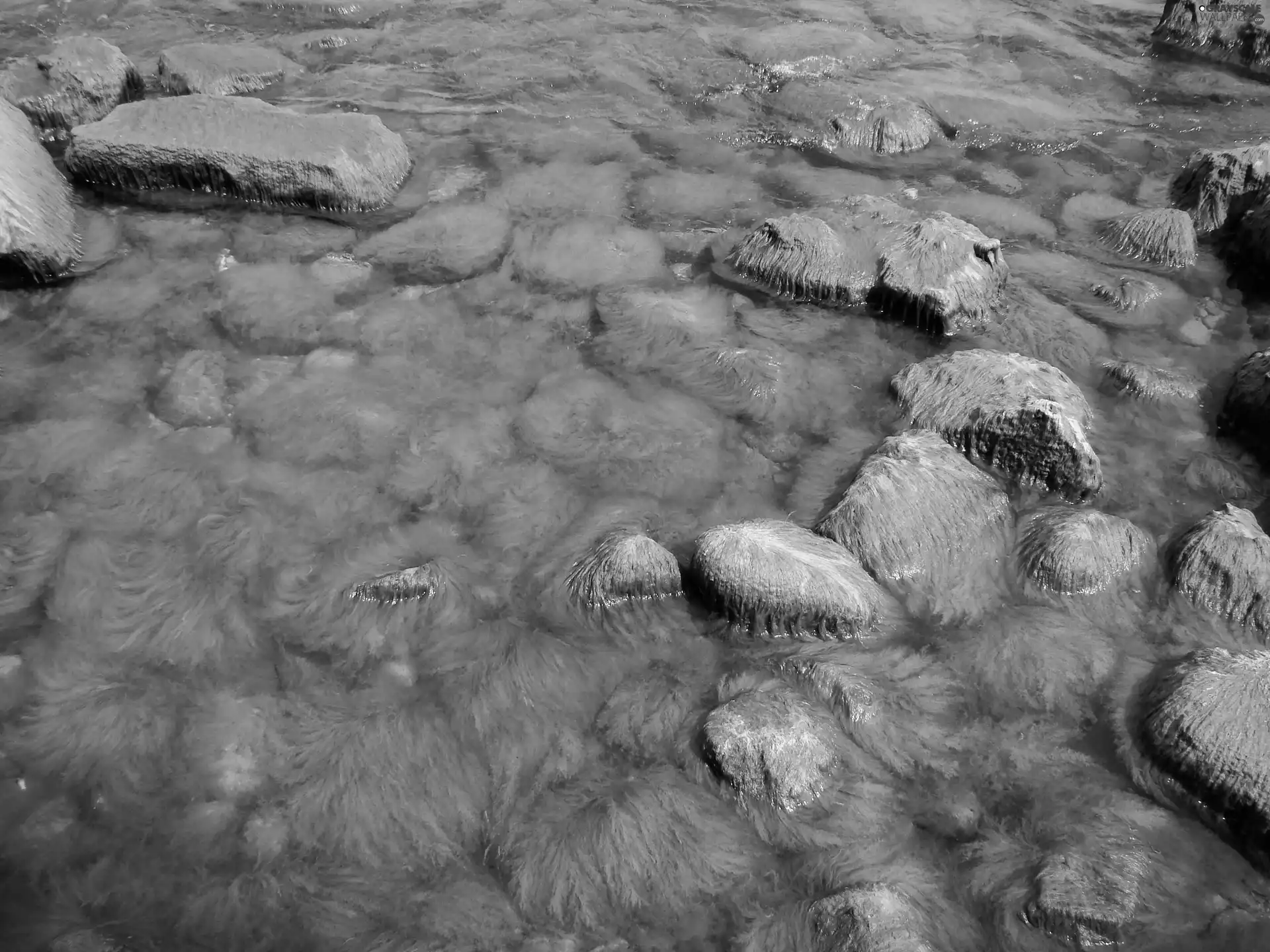 Stones, Gdynia Orłowo, algae