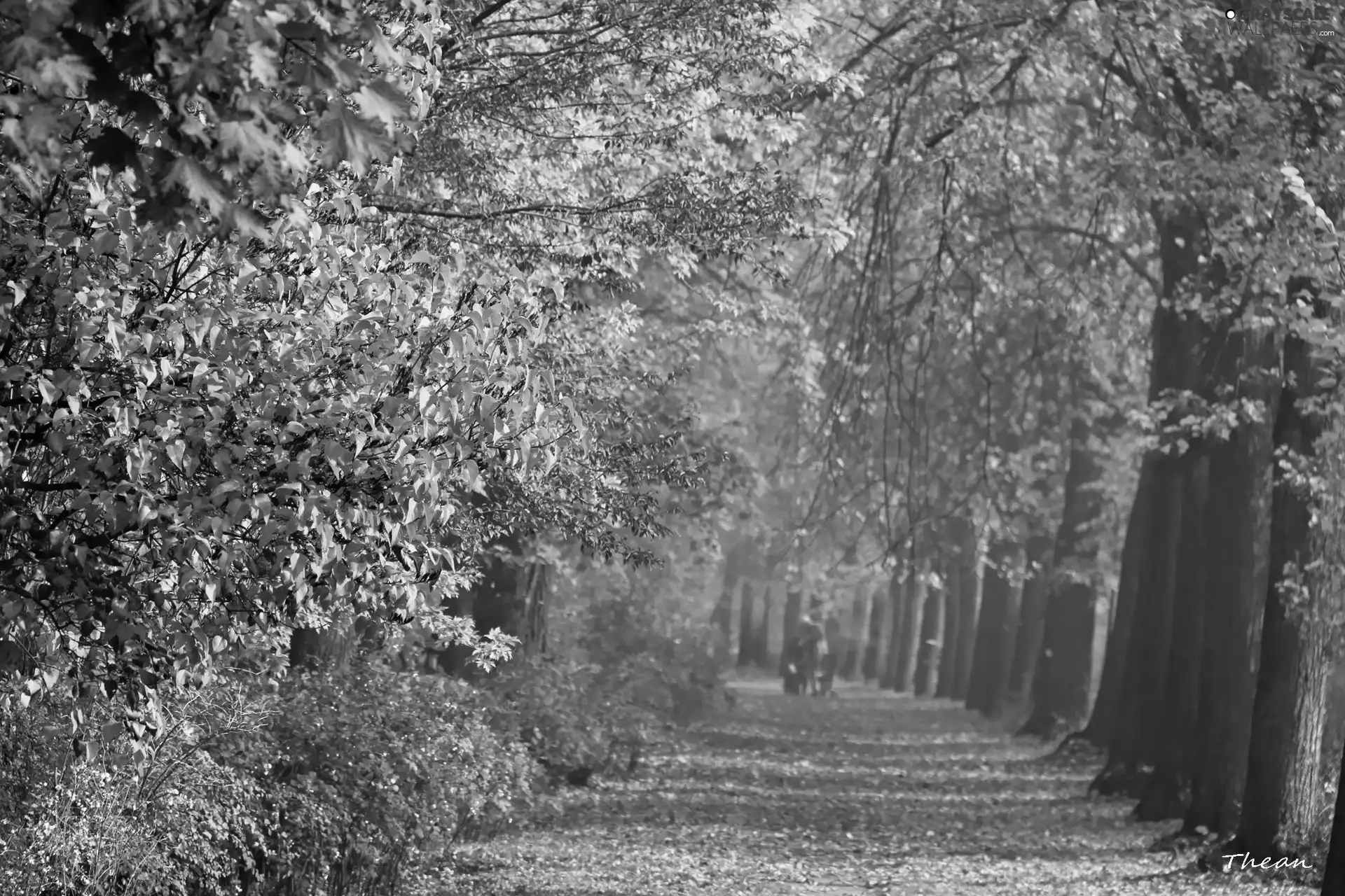 autumn, alley