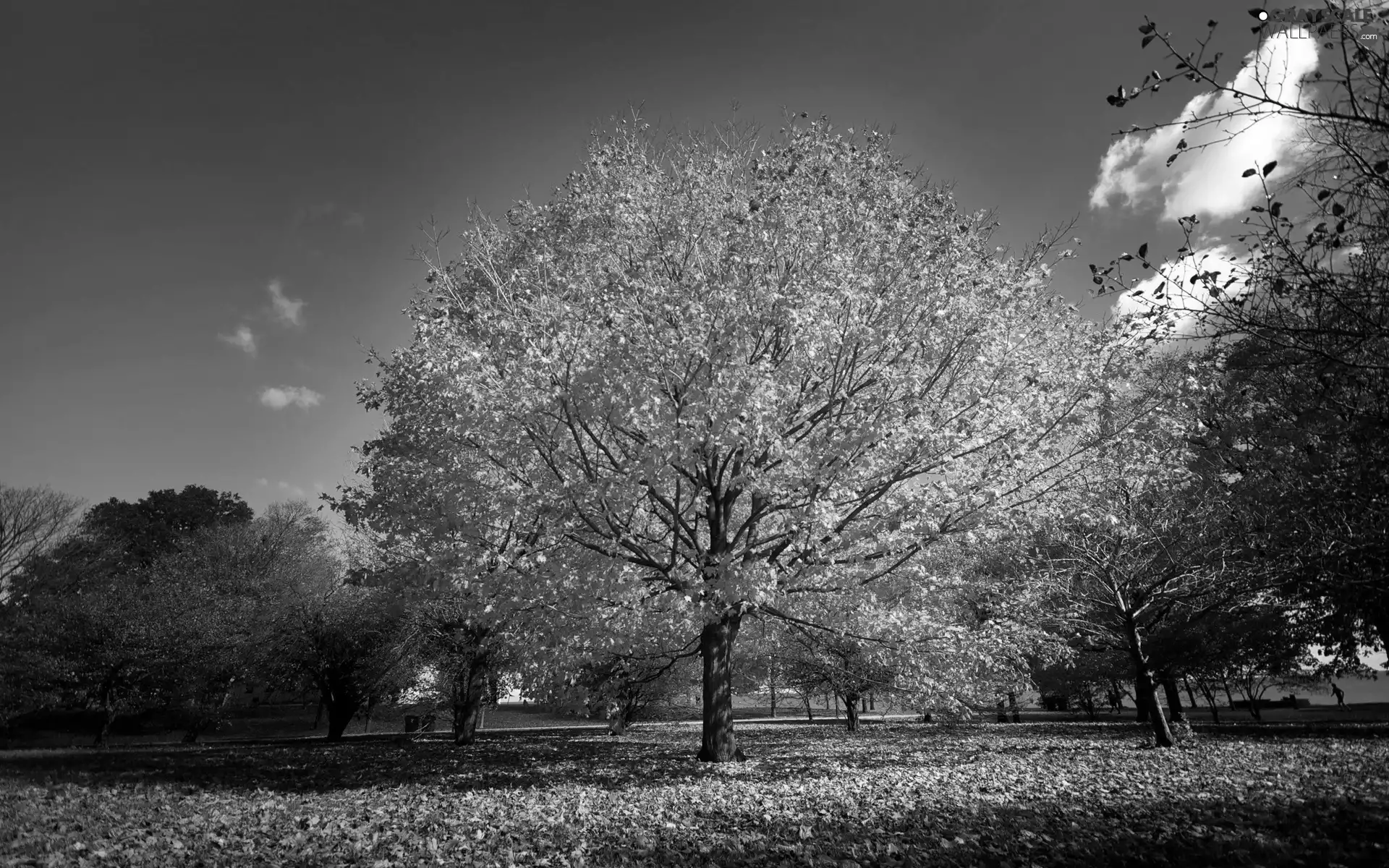 viewes, Park, Alleys, autumn, Leaf, trees