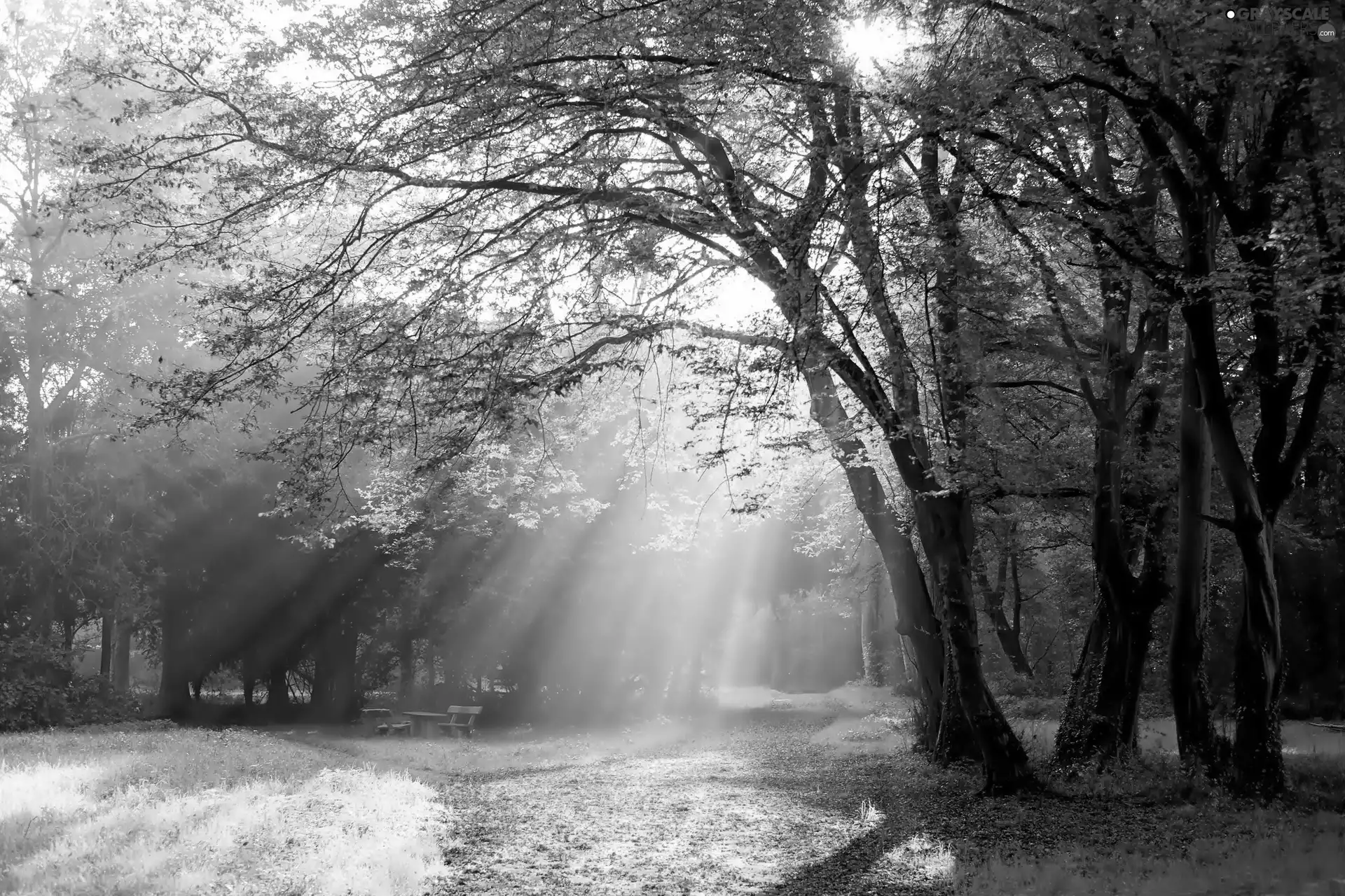 viewes, Alleys, Autumnal, bench, sun, trees, Park, rays