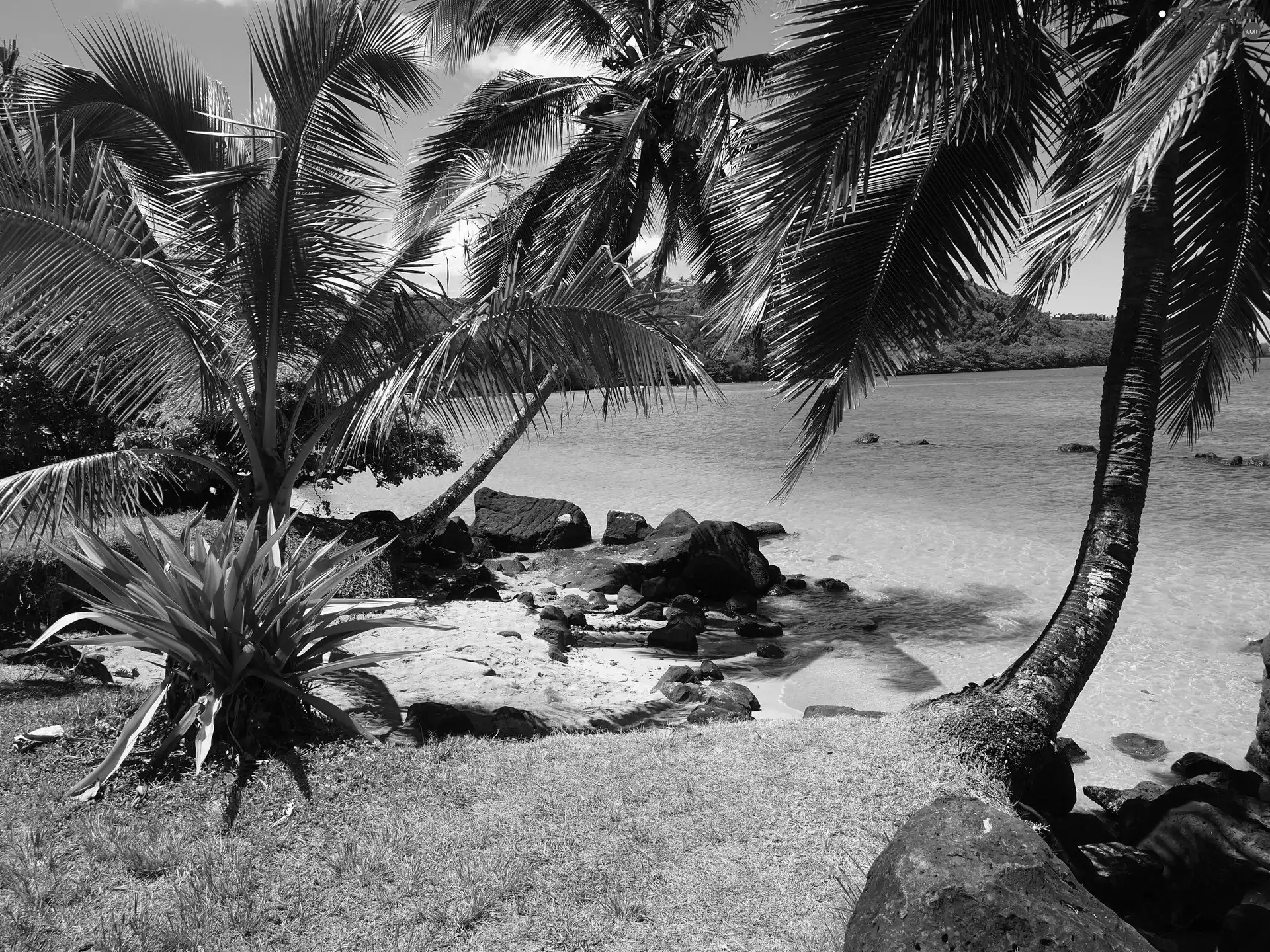 Ocean, Palms, Aloha State Hawaje, Beaches