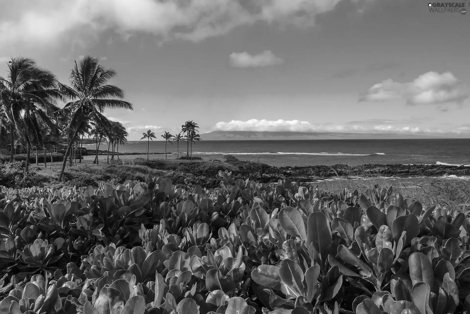 sea, Palms, Aloha State Hawaje, Beaches