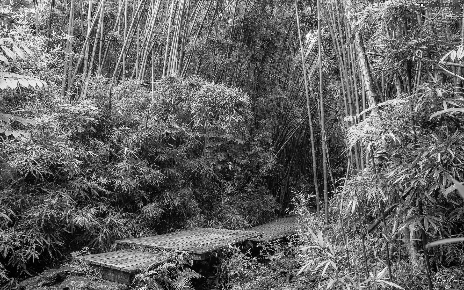 trees, viewes, The United States, footbridge, Maui, bamboo, forest, Aloha State Hawaje