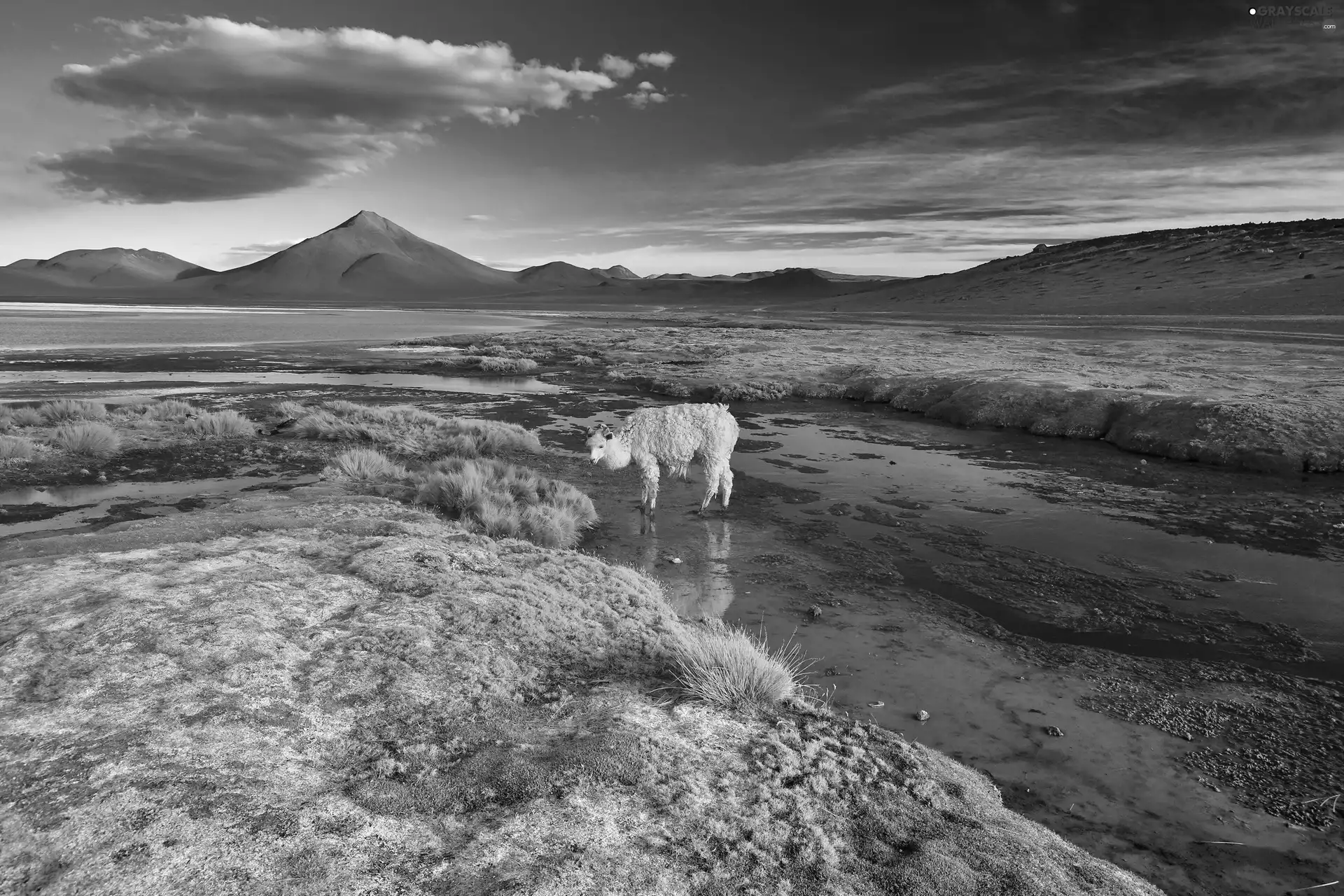 Alpaca, Bolivia, lake