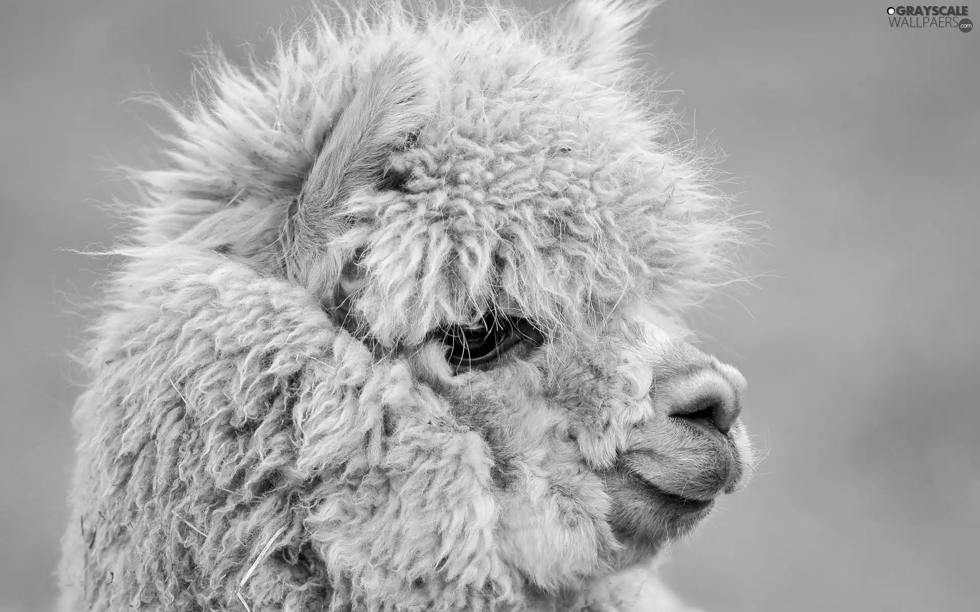 Alpaca