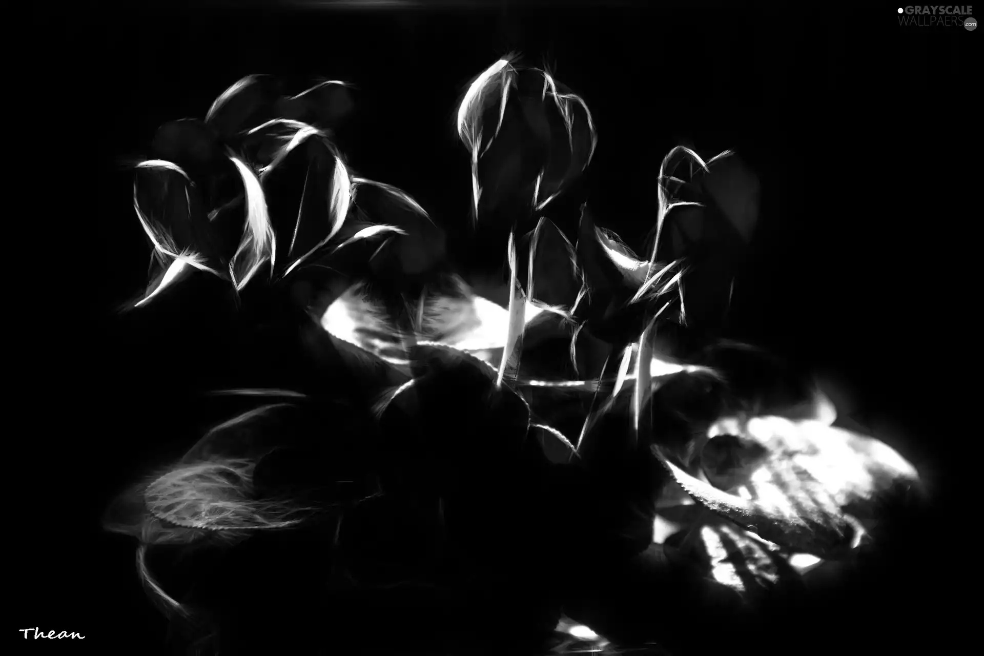 Cyclamen, Alpine Violets, Fractalius