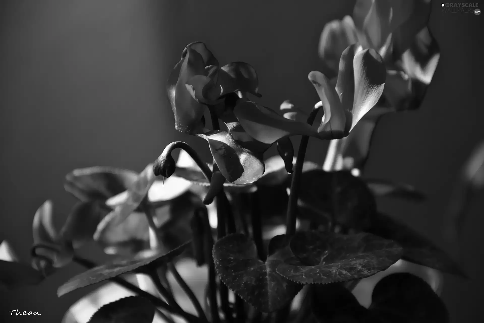 Cyclamen