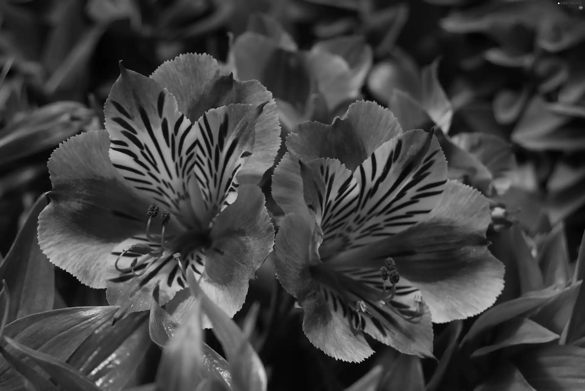 Alstroemeria, Red, Flowers