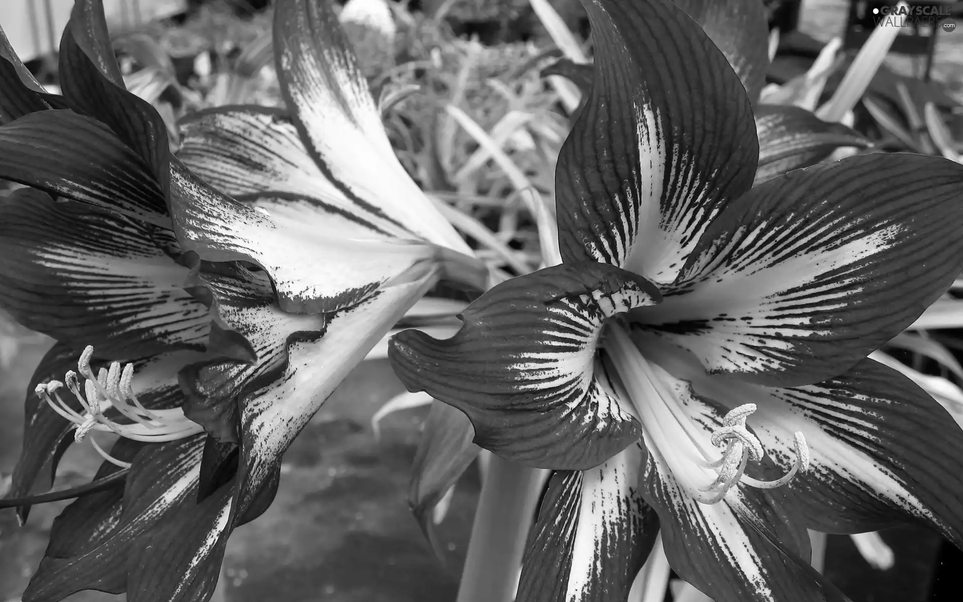 Flowers, amaryllis