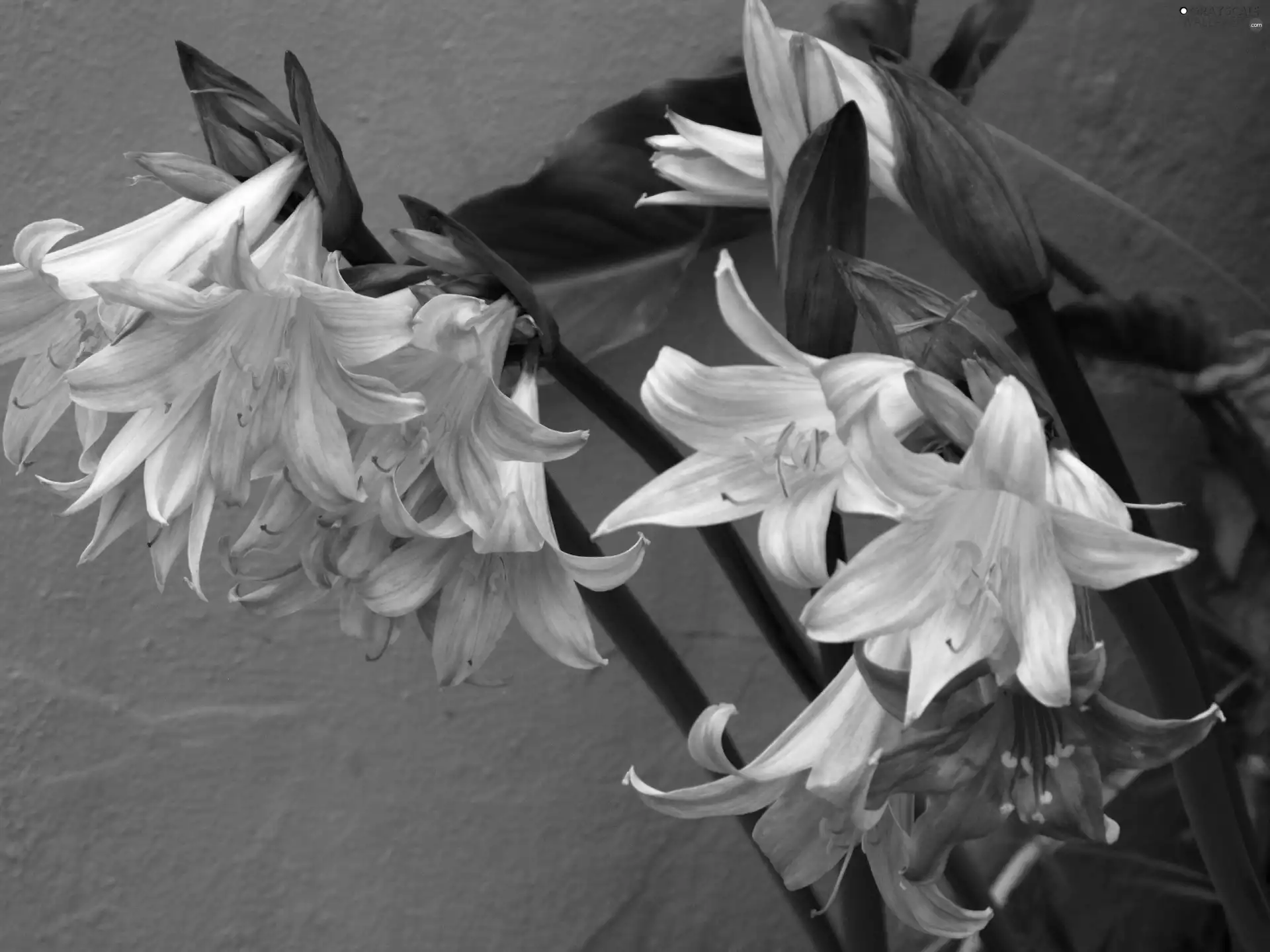 Pink, amaryllis