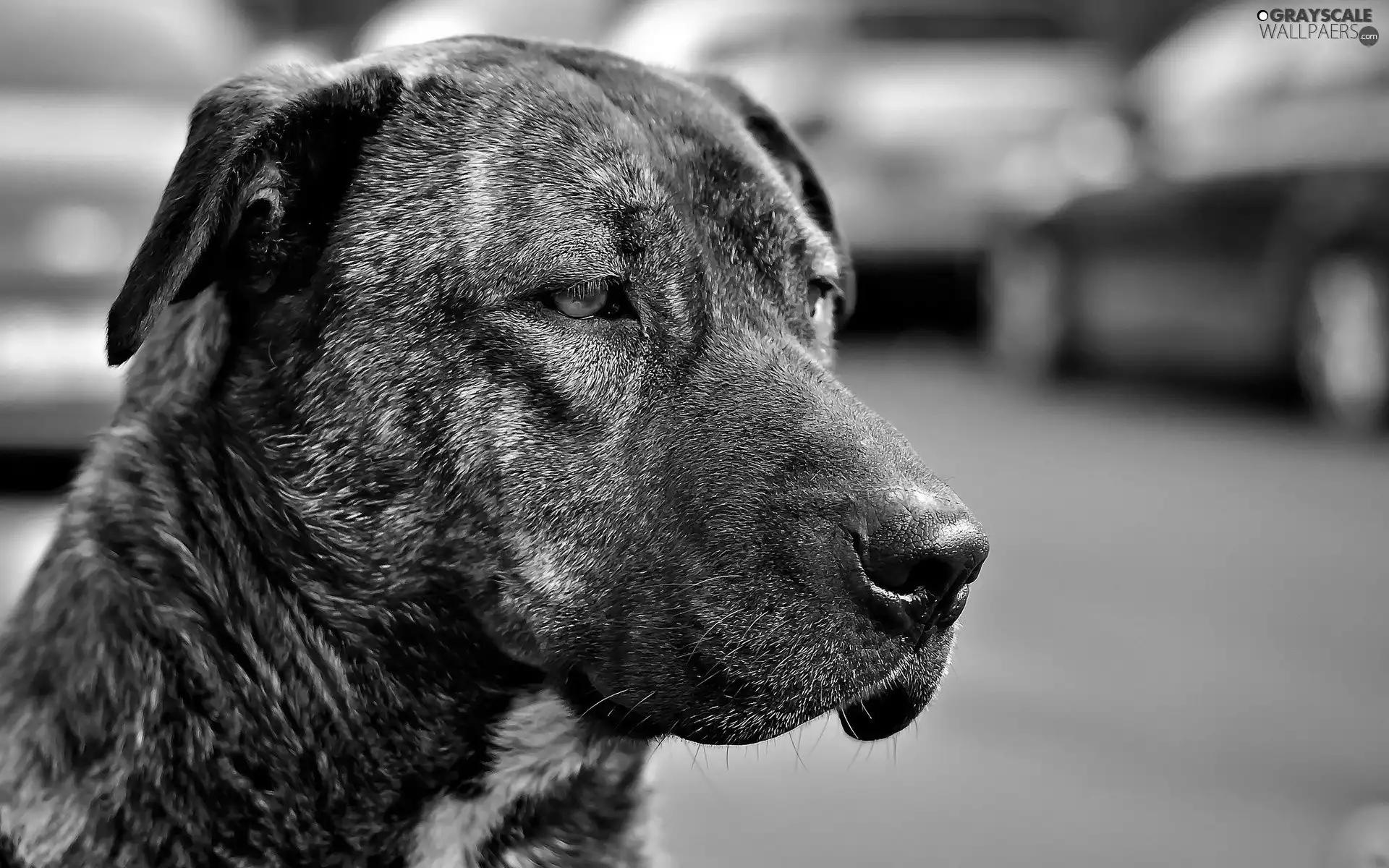 dog, Amstaff