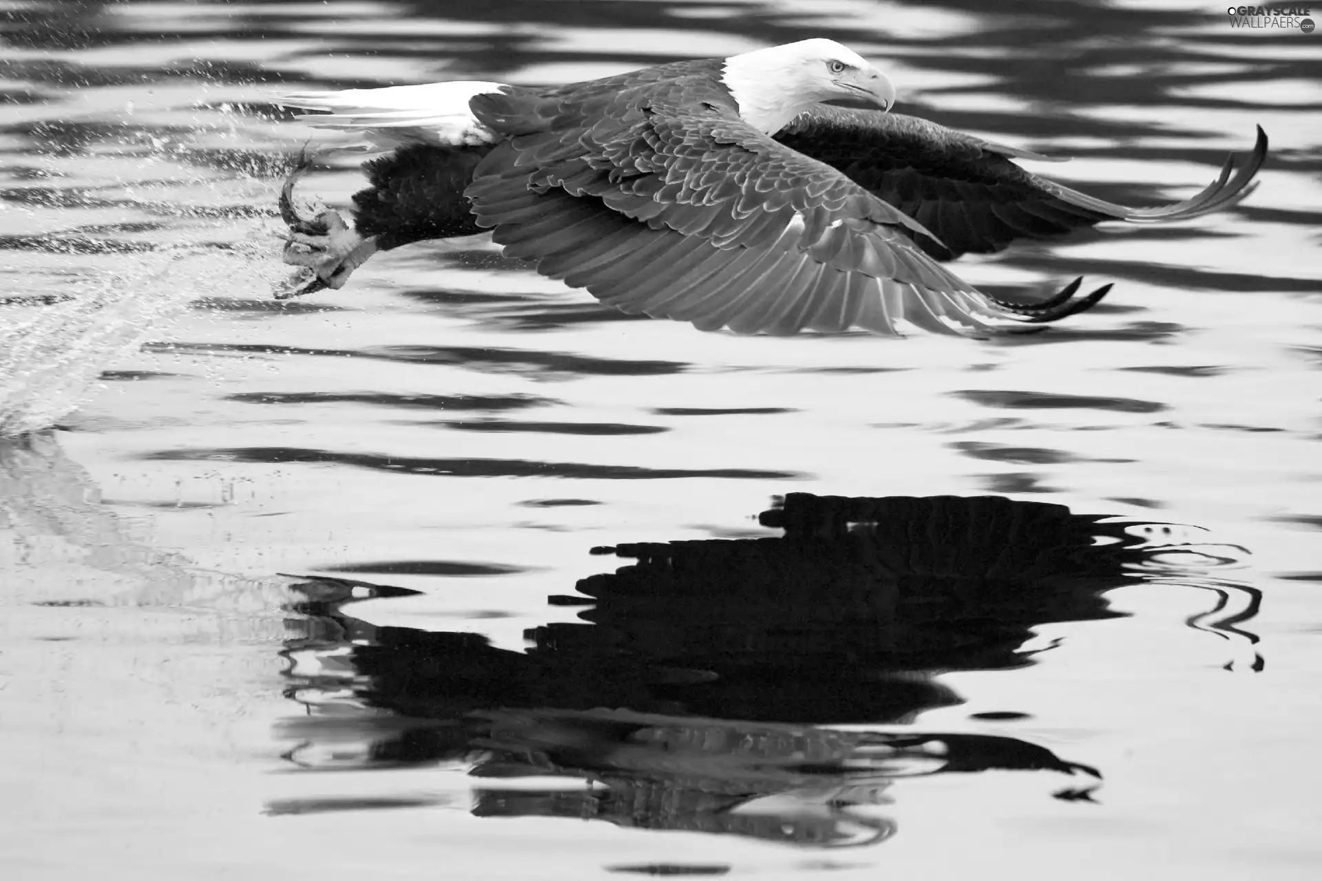 hunting, American Bald Eagle, flight