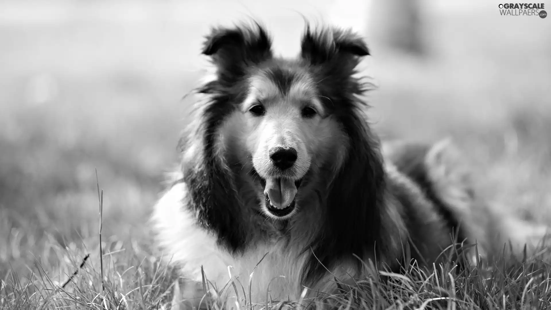 meadow, Scottish Shepherd, an