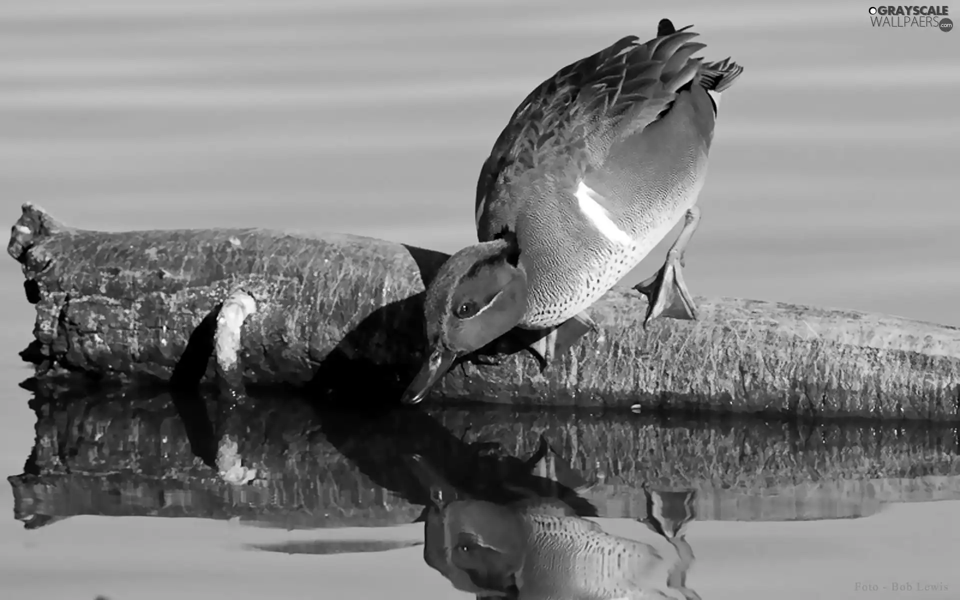 an, water, drake, trunk, garganey