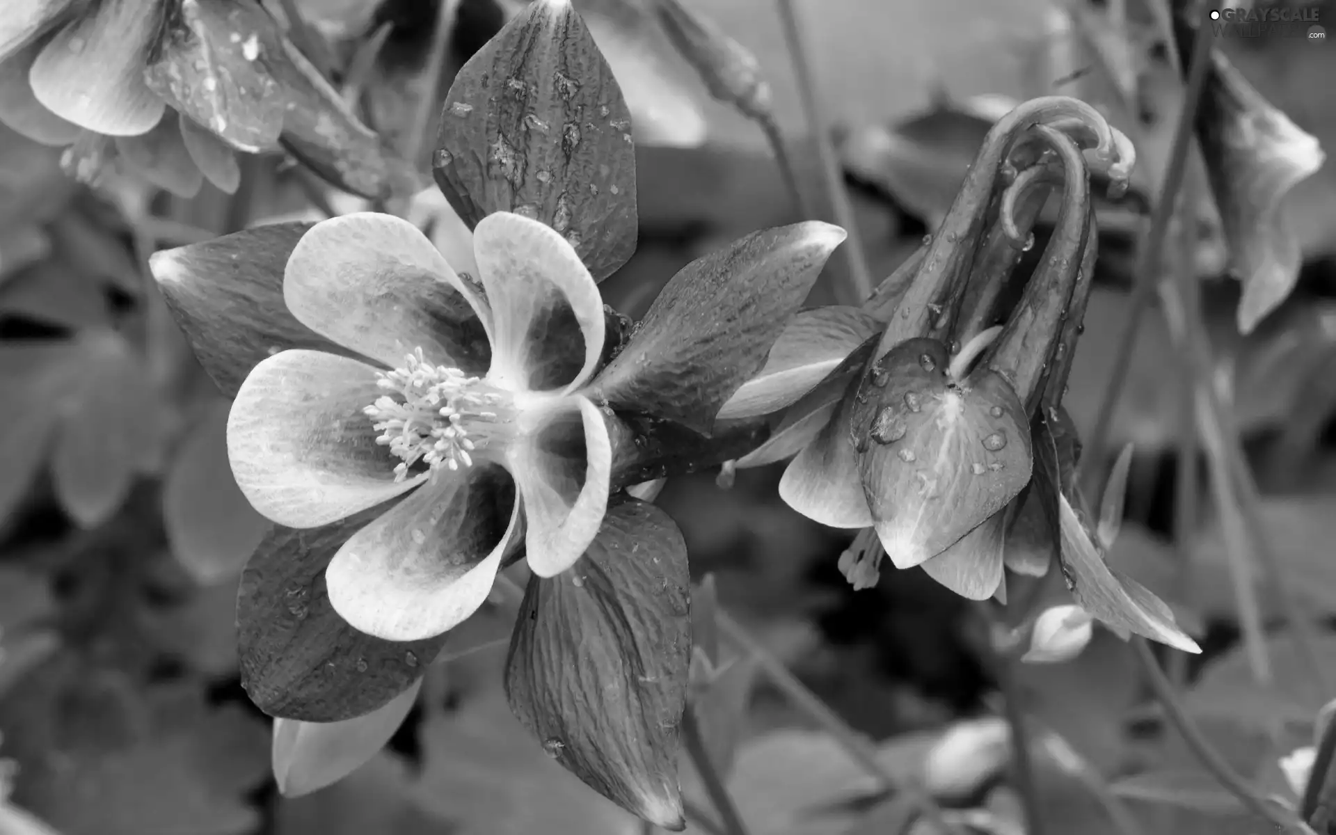 ancolie, Flowers, Violet