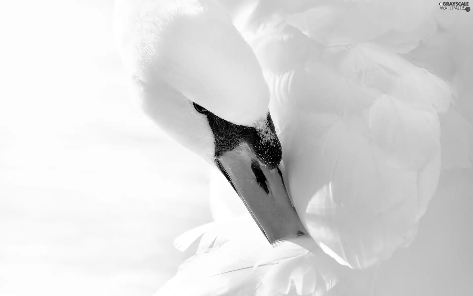 Swans, feather, Black and white, nose