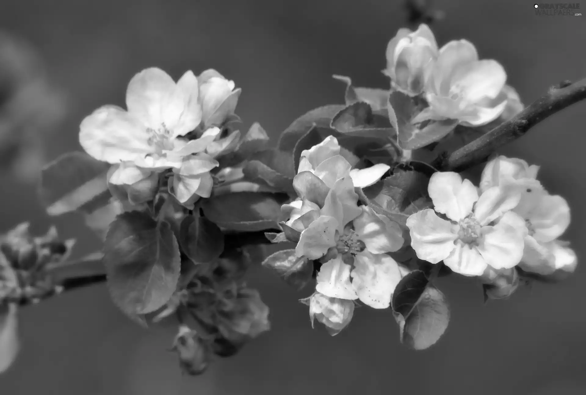Fruit Tree, white and pink, Flowers, branch