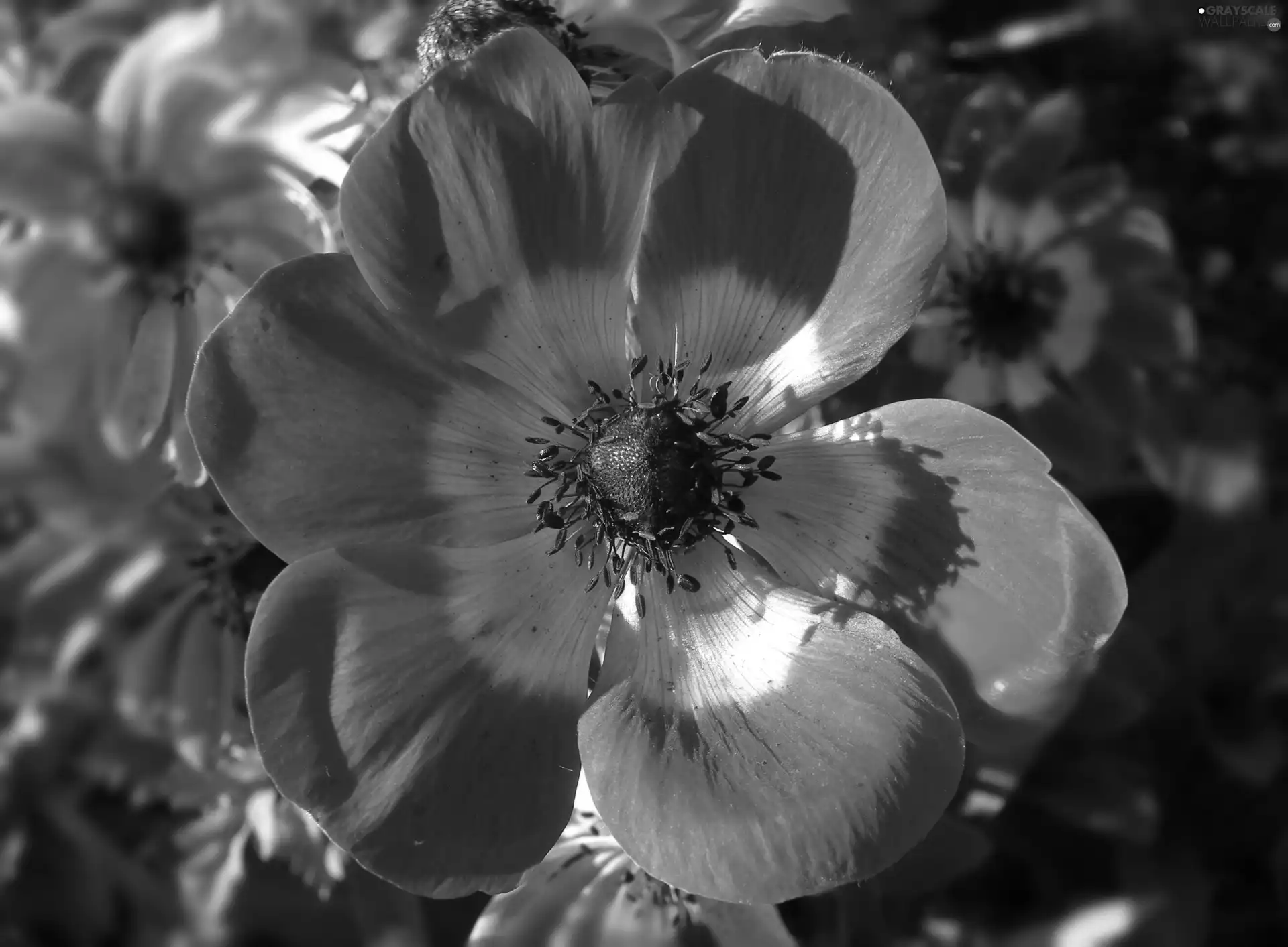 nature, Red, anemone, Colourfull Flowers