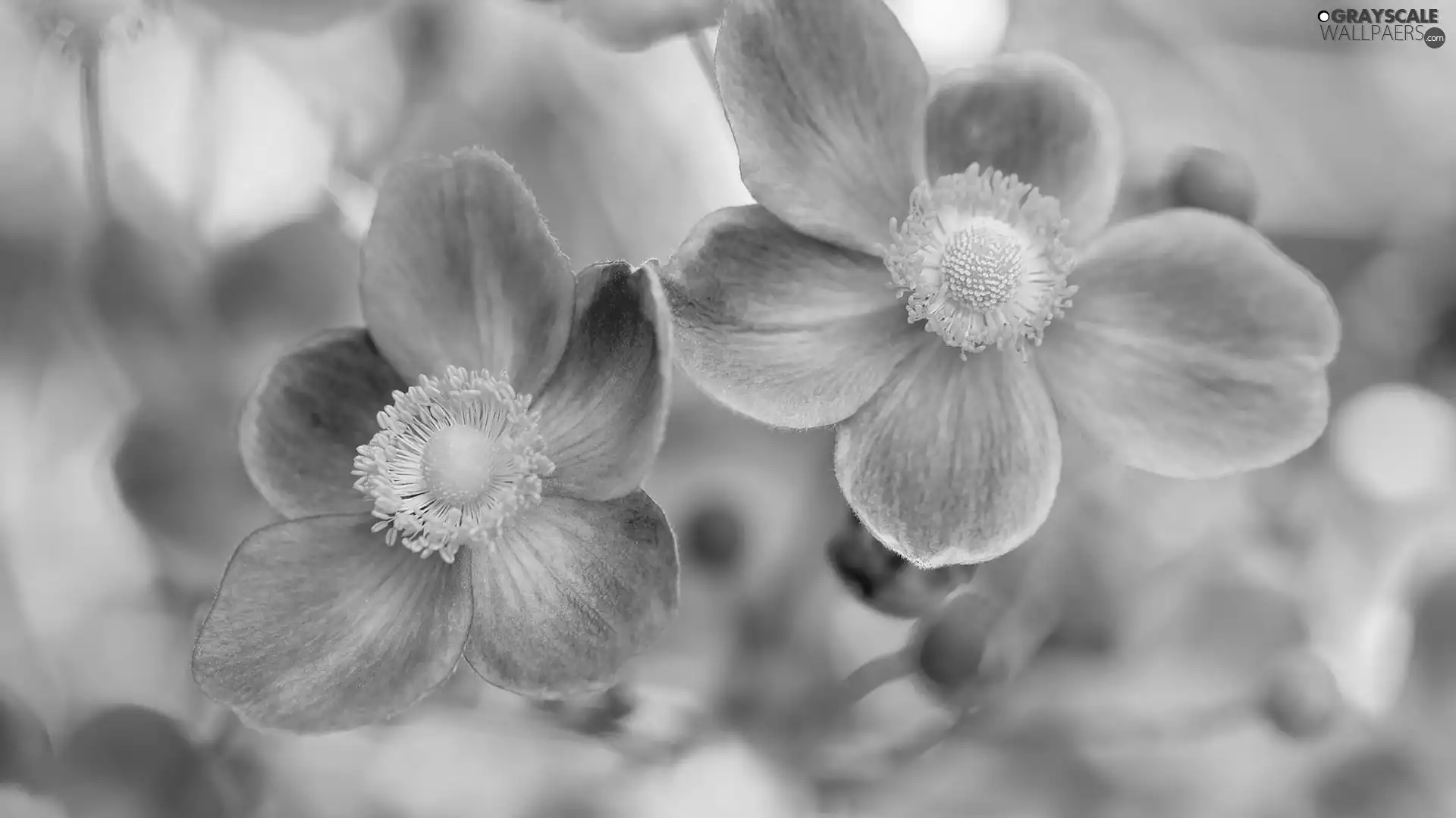 Flowers, Japanese anemone
