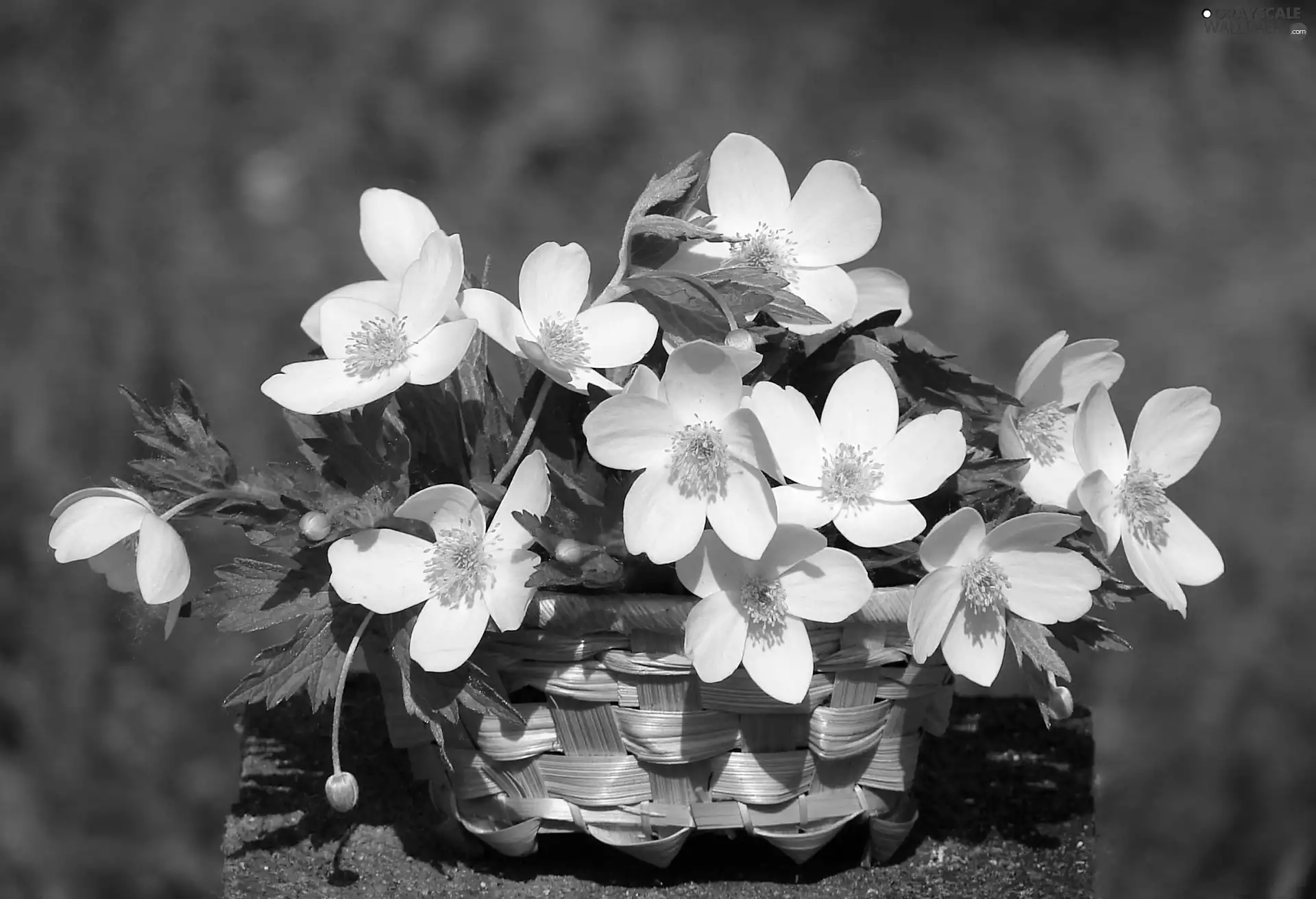 anemone, basket, White