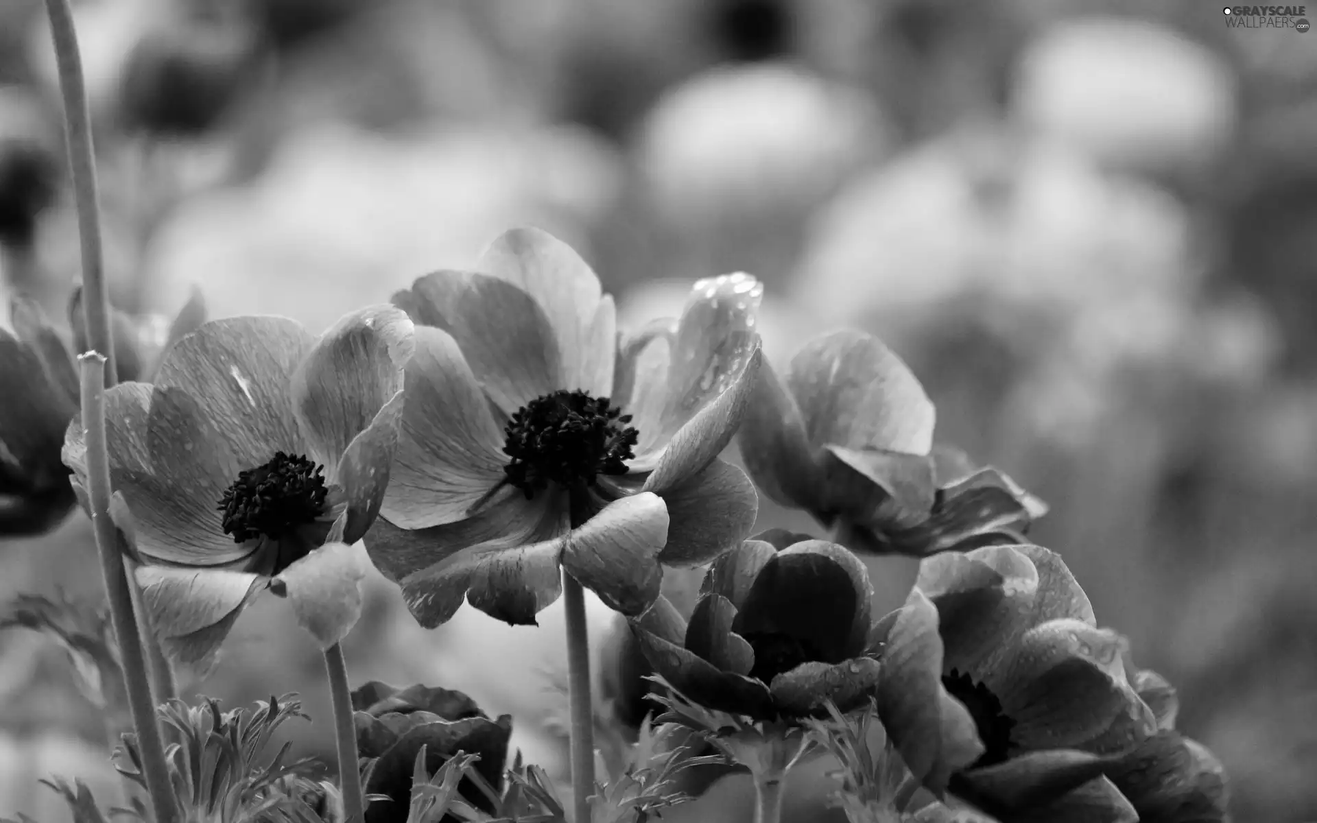 Blue, Anemones