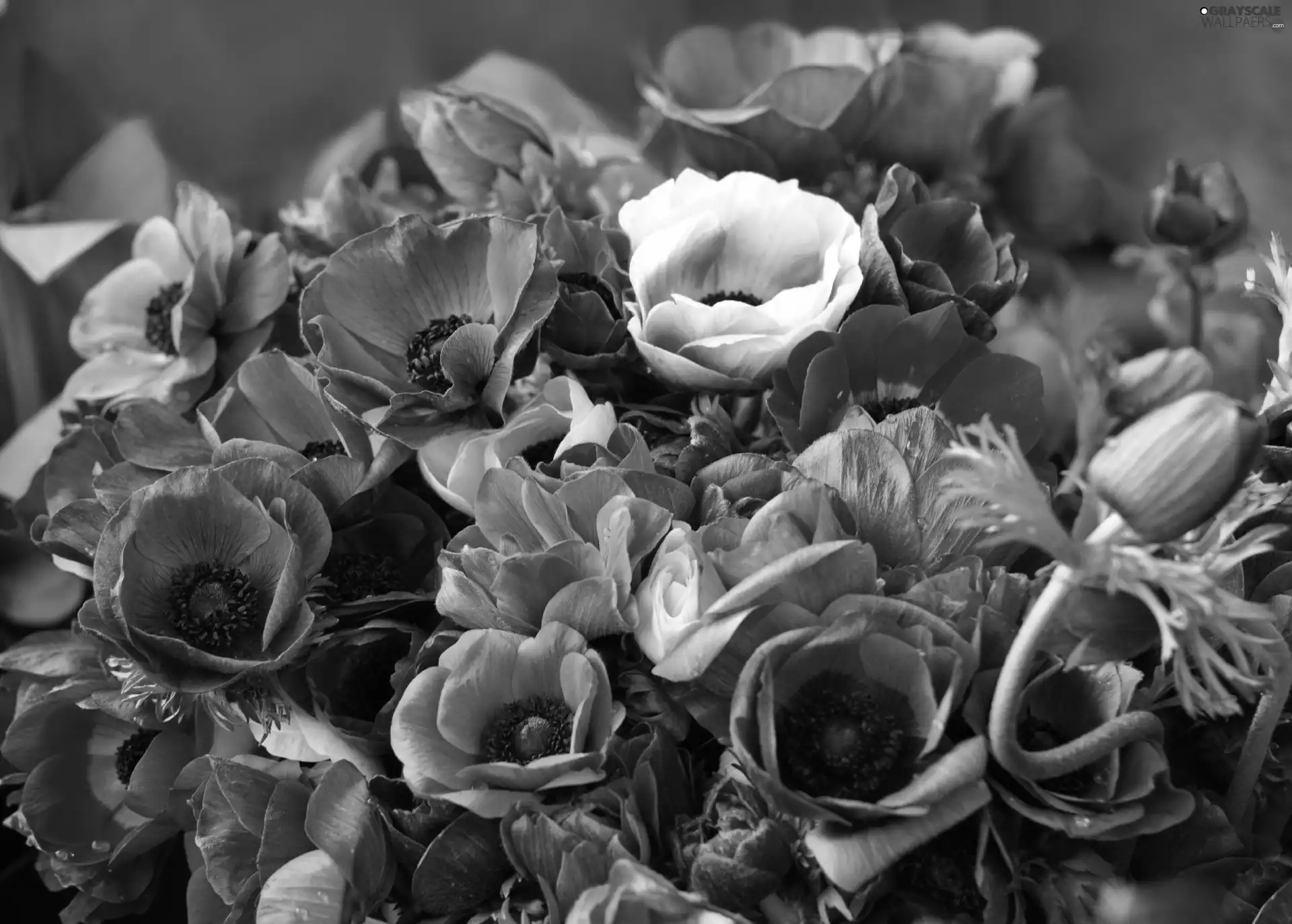 color, Anemones