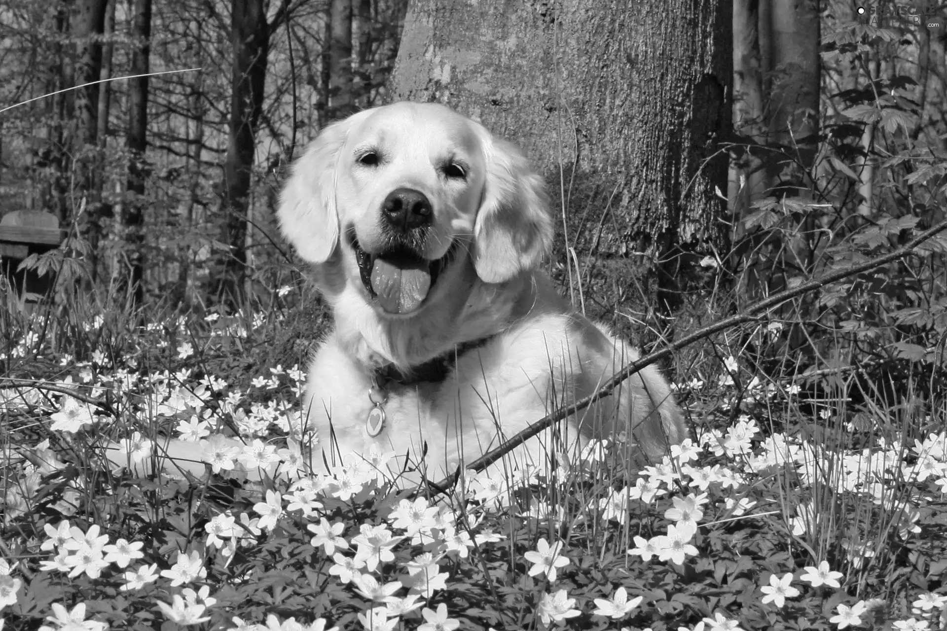 Golden Retriever, Anemones