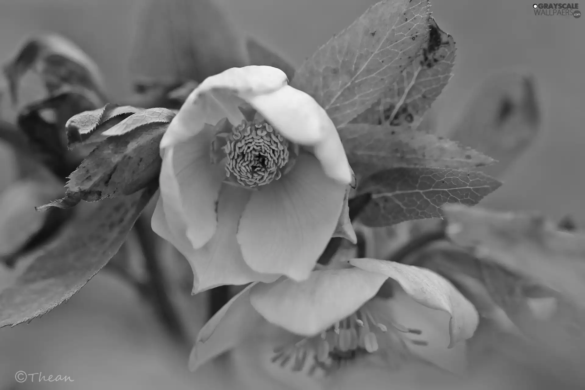 Yellow, Anemones