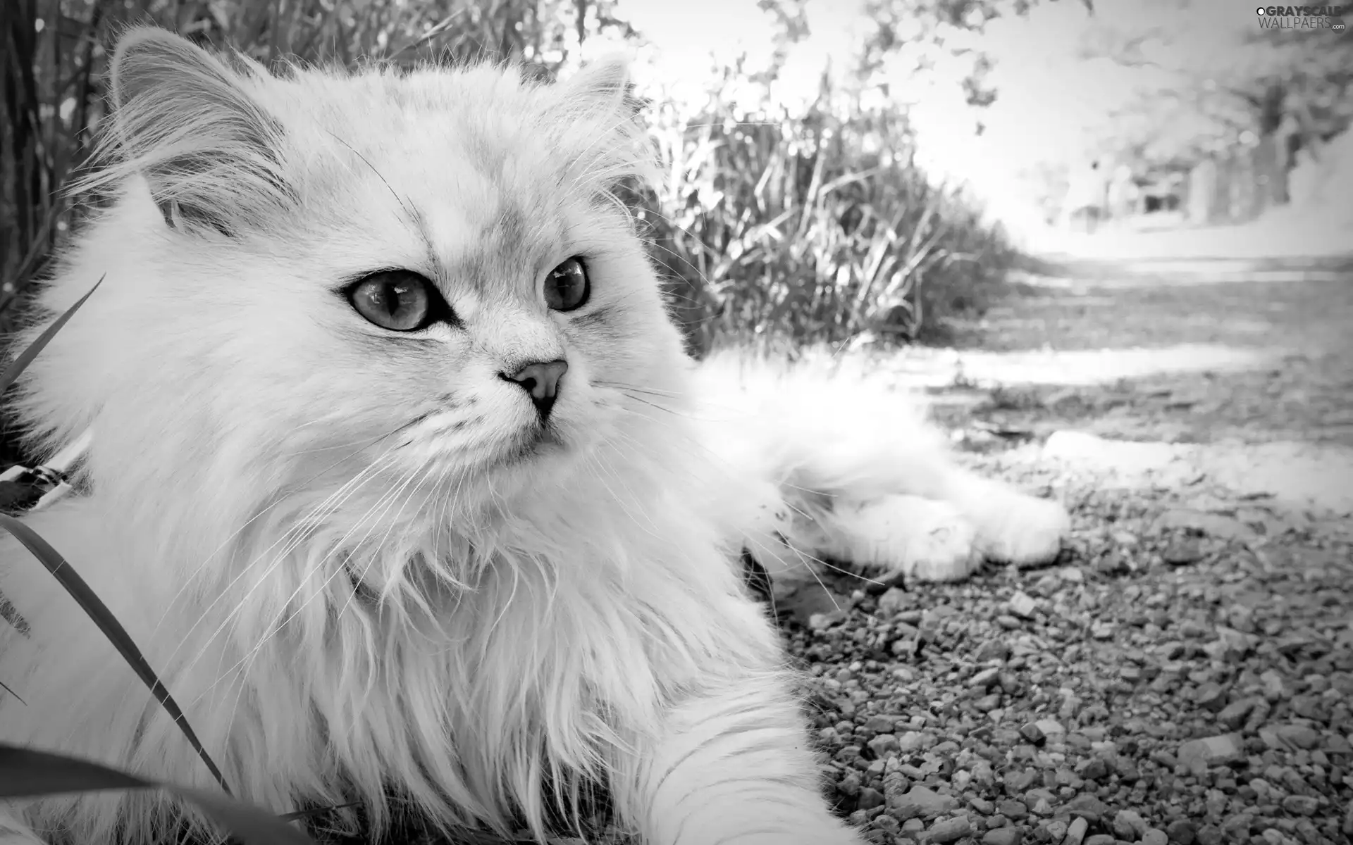 cat, Turkish Angora