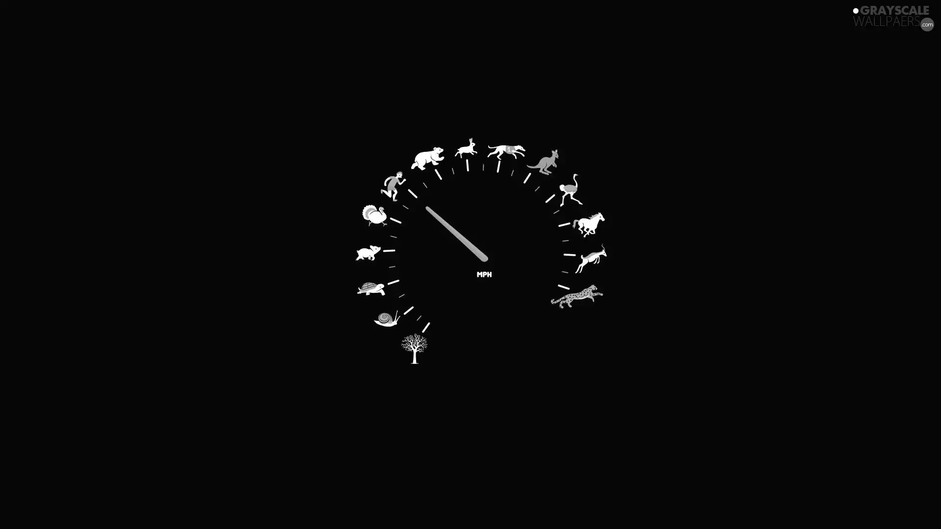 speedometer, animals