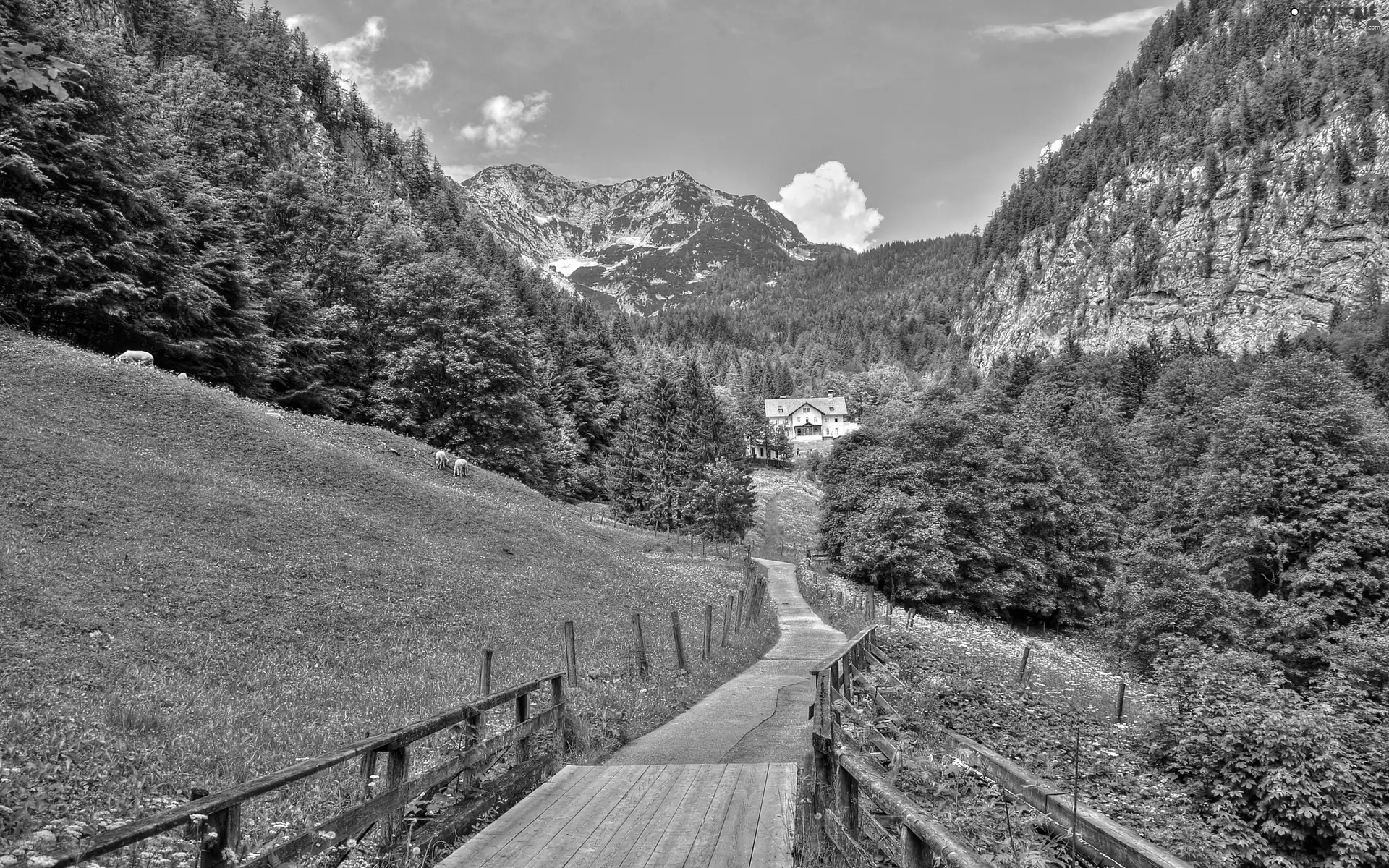 animals, Way, woods, Meadow, Mountains