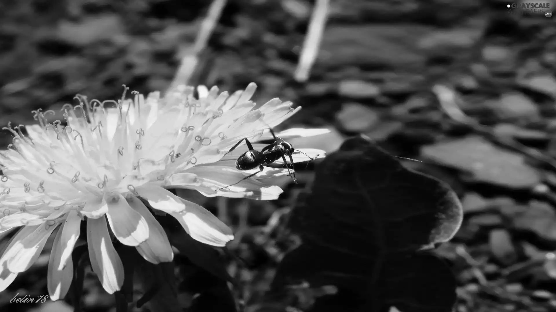 Colourfull Flowers, Insect, ant