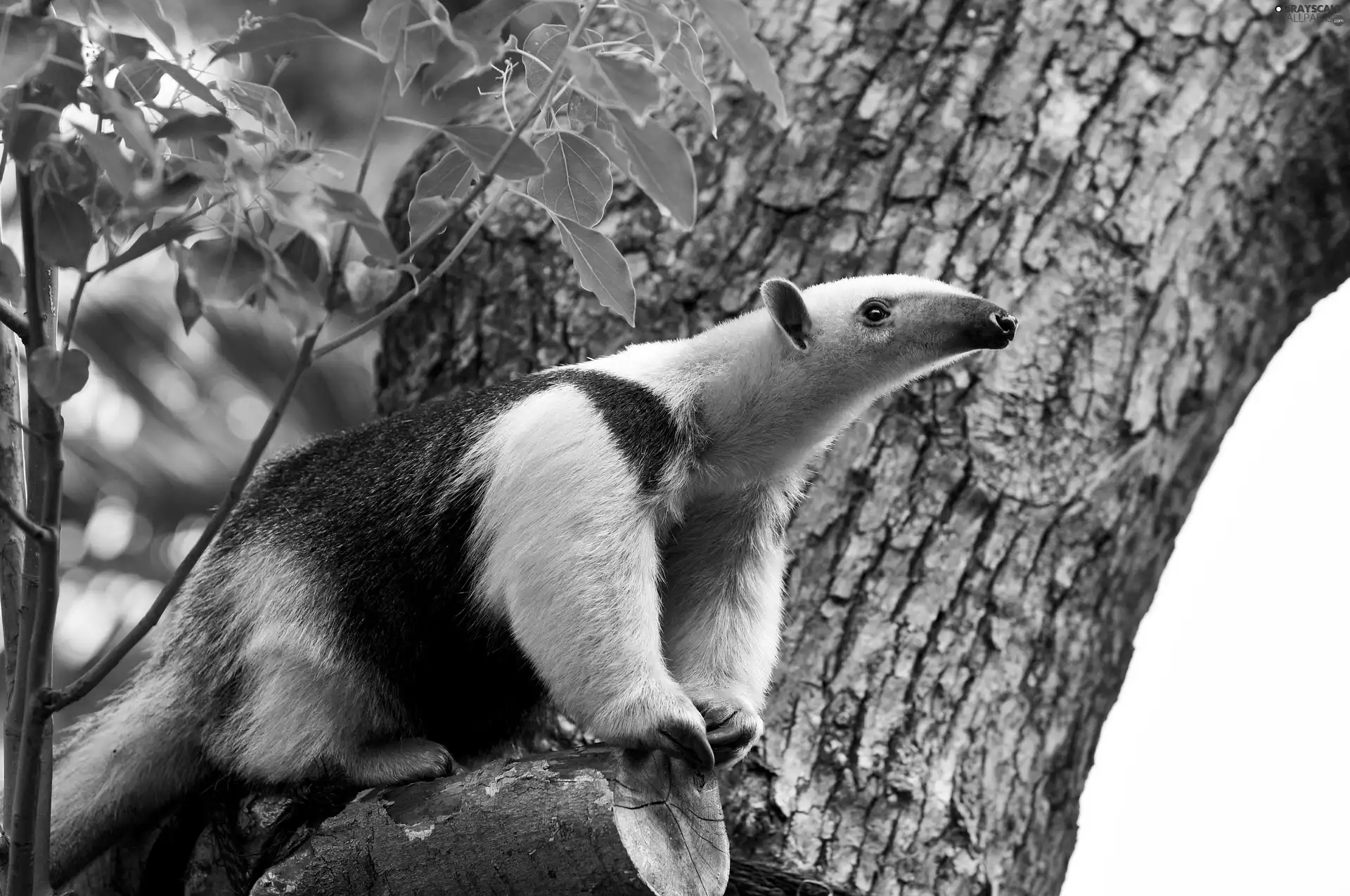 anteater, cork, trees