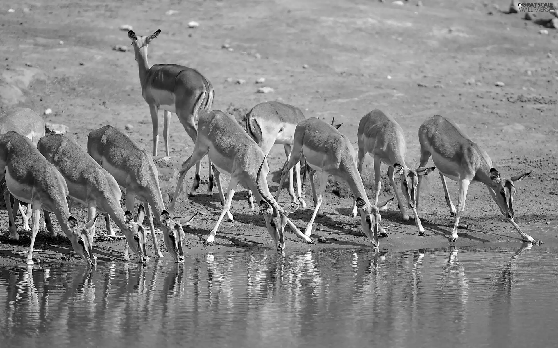 watering place, herd, antelope