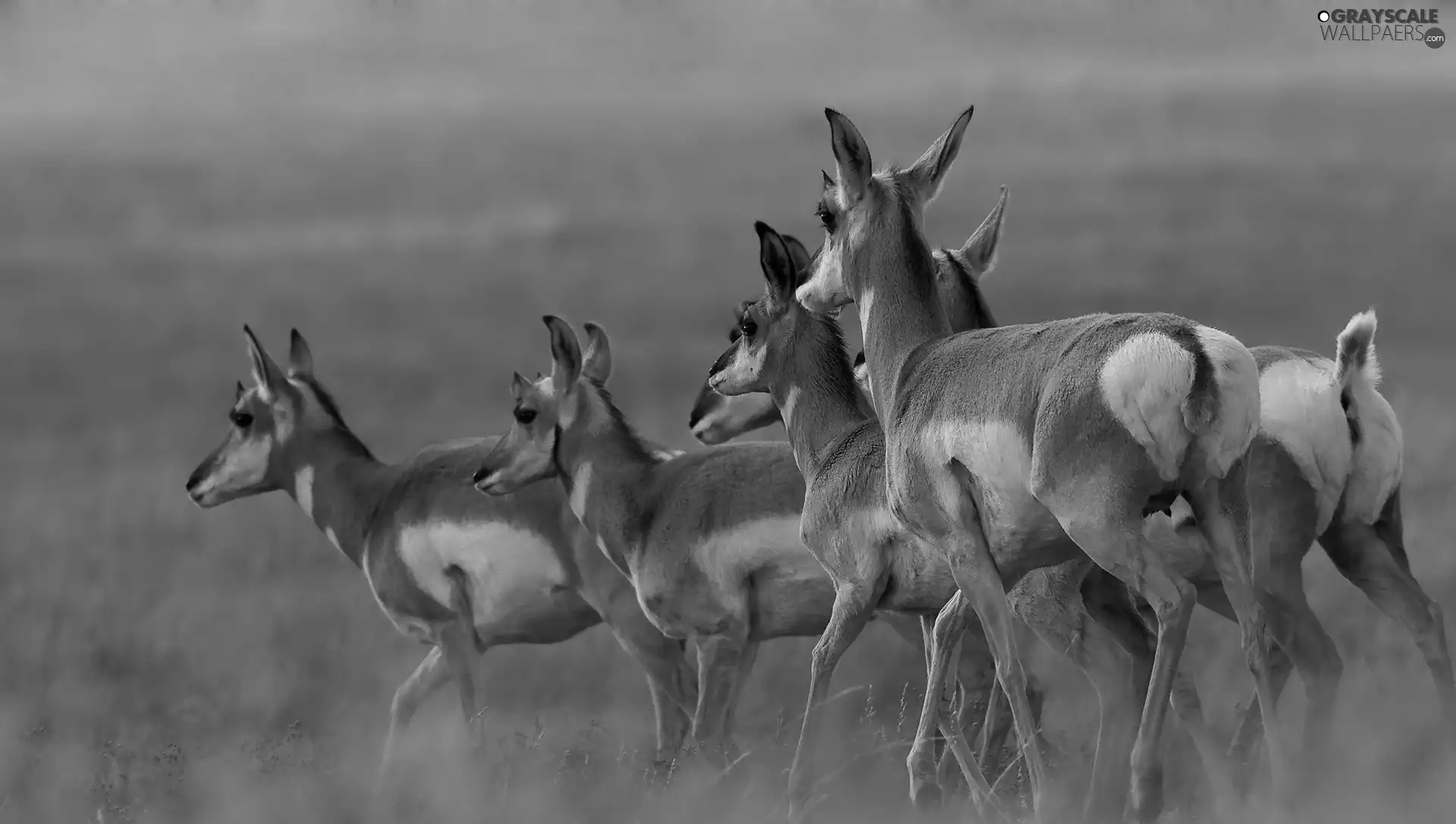 Antelope