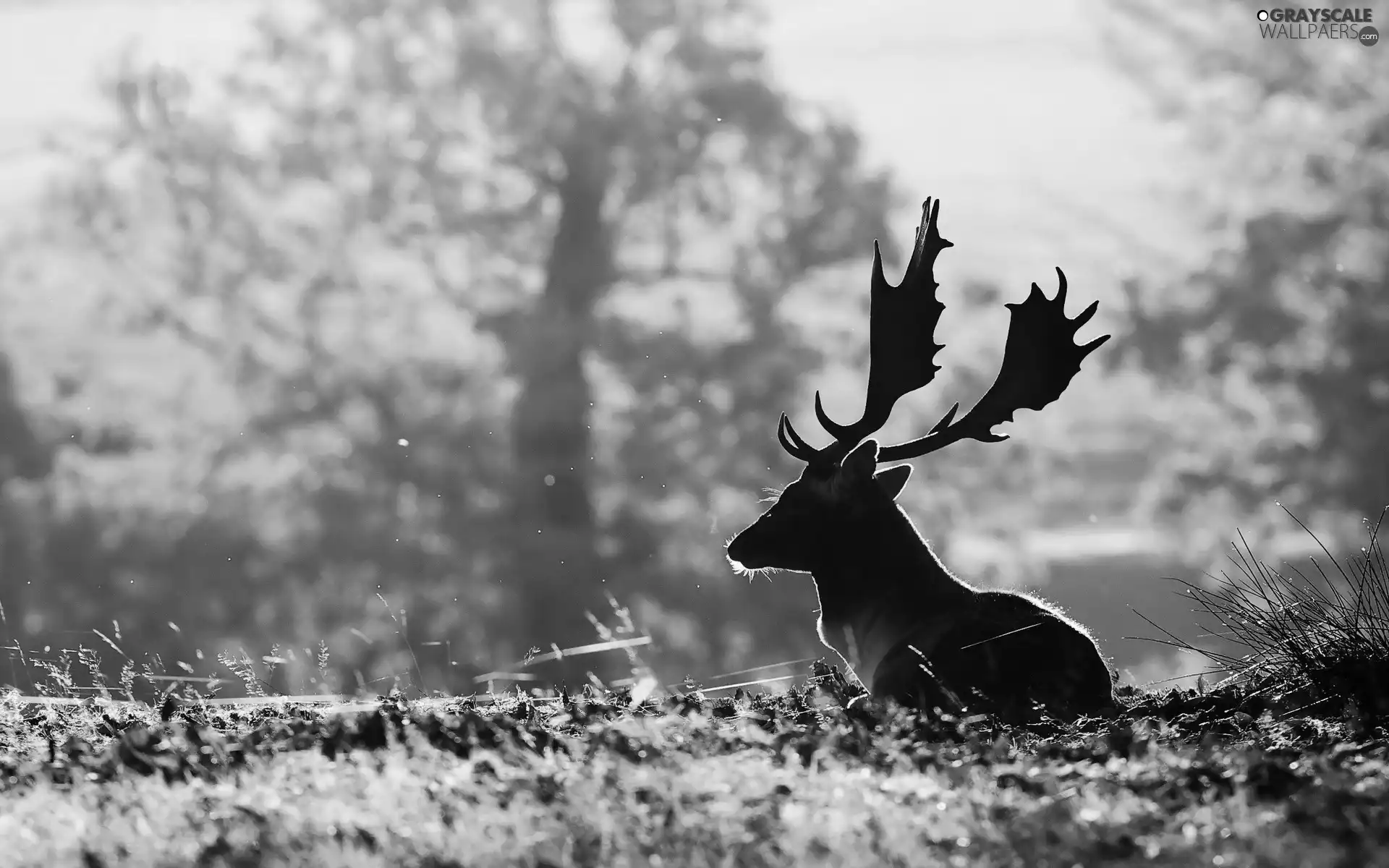 deer, antlers