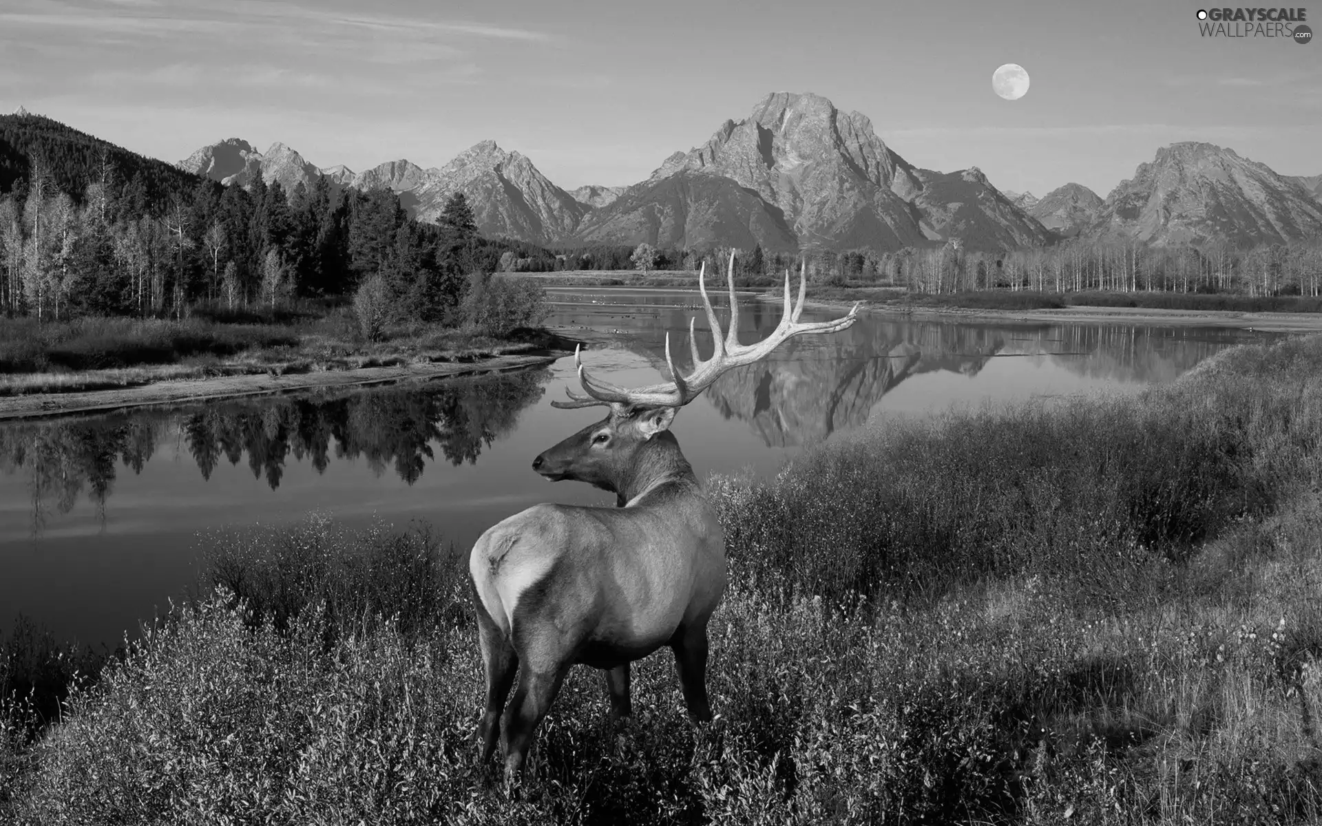 Mountains, deer, antlers, River